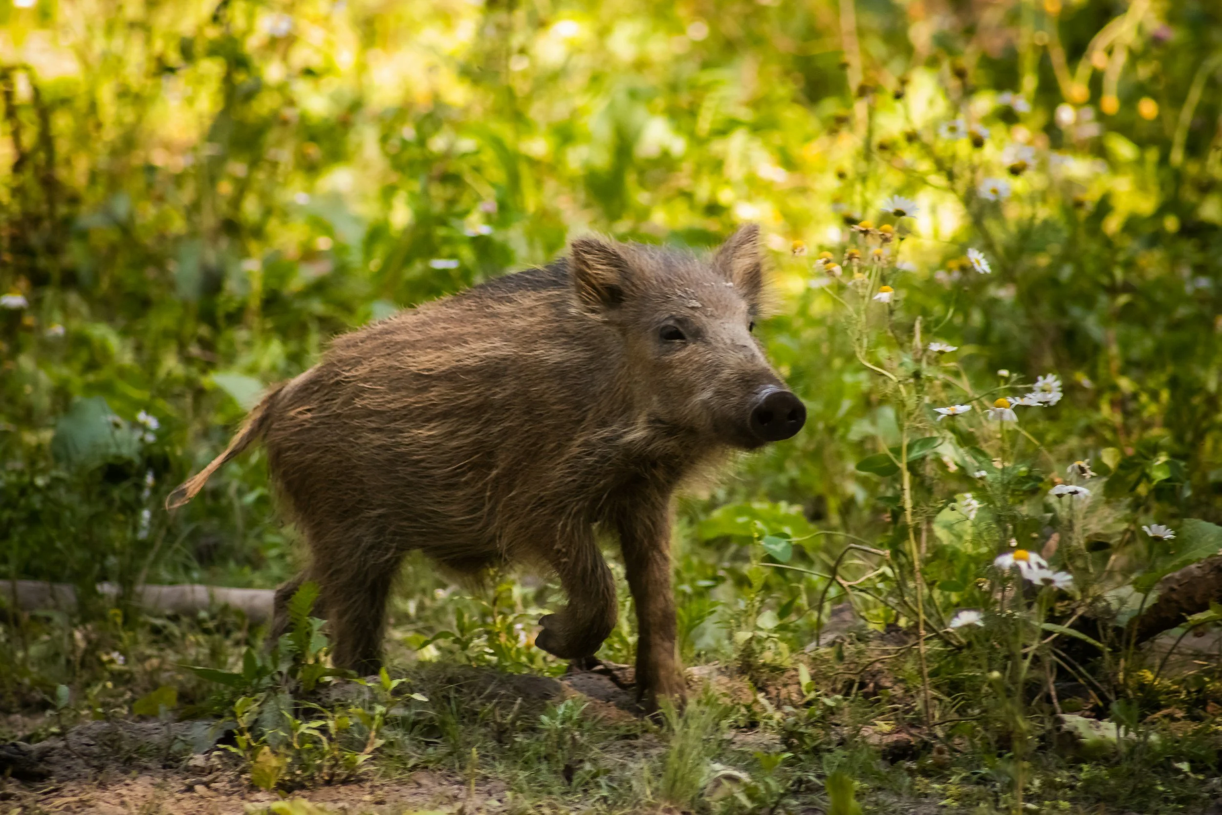 Wild Boar