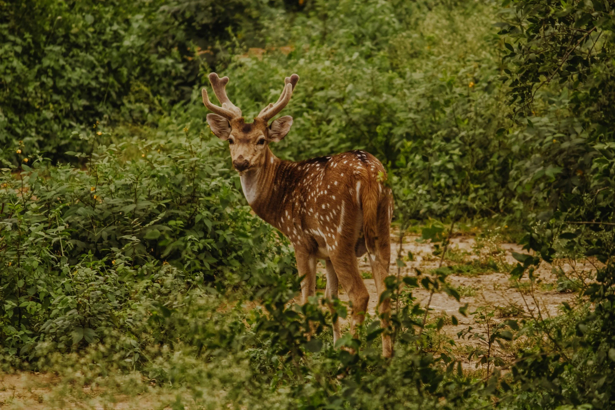 Sika Deer