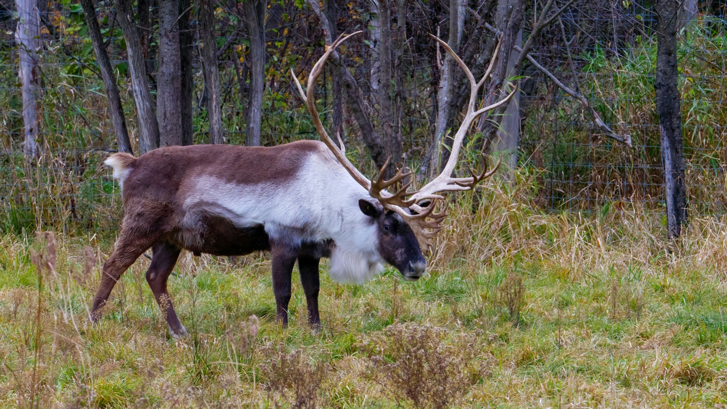 Caribou