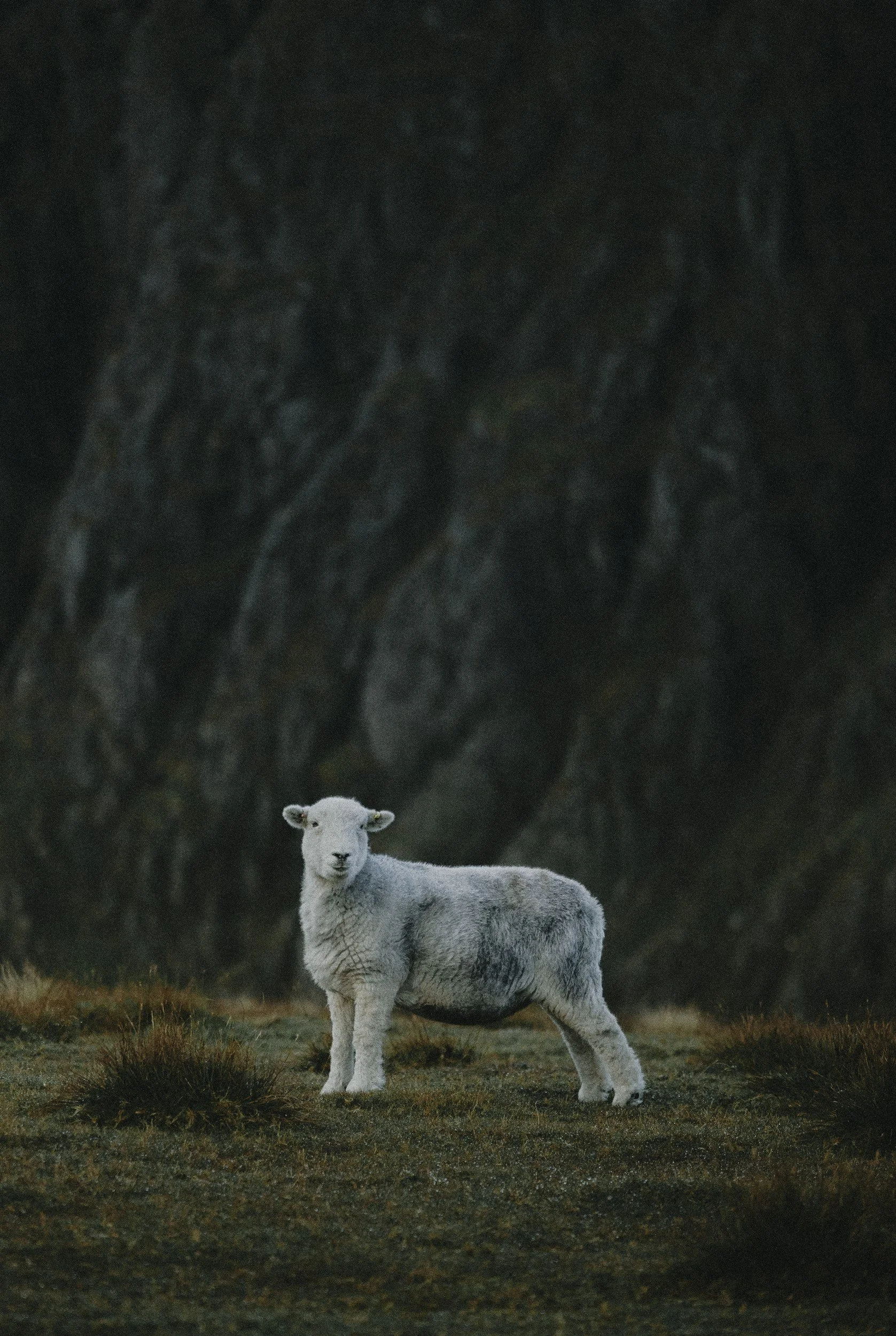Dall Sheep