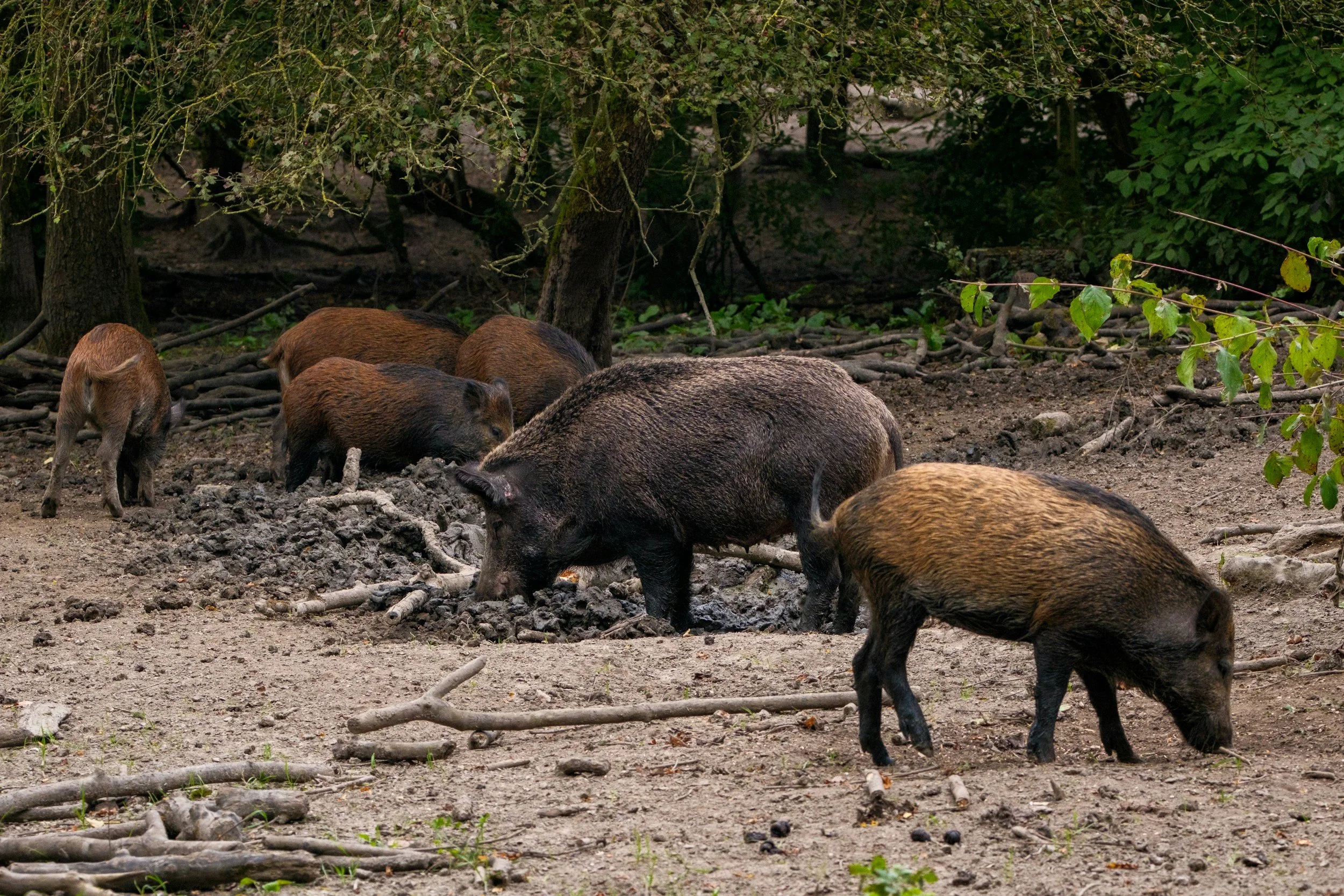 Wild Boar