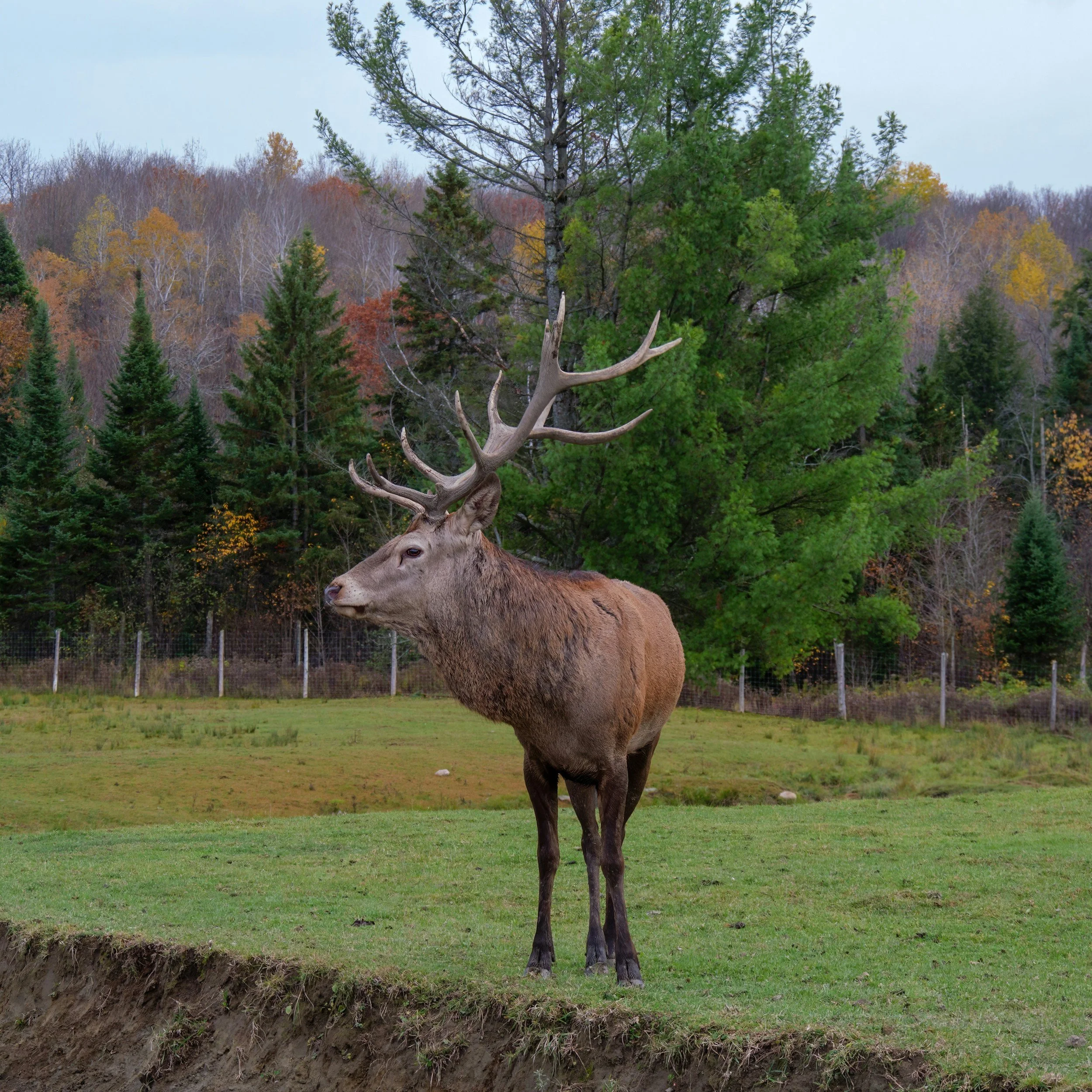 Elk