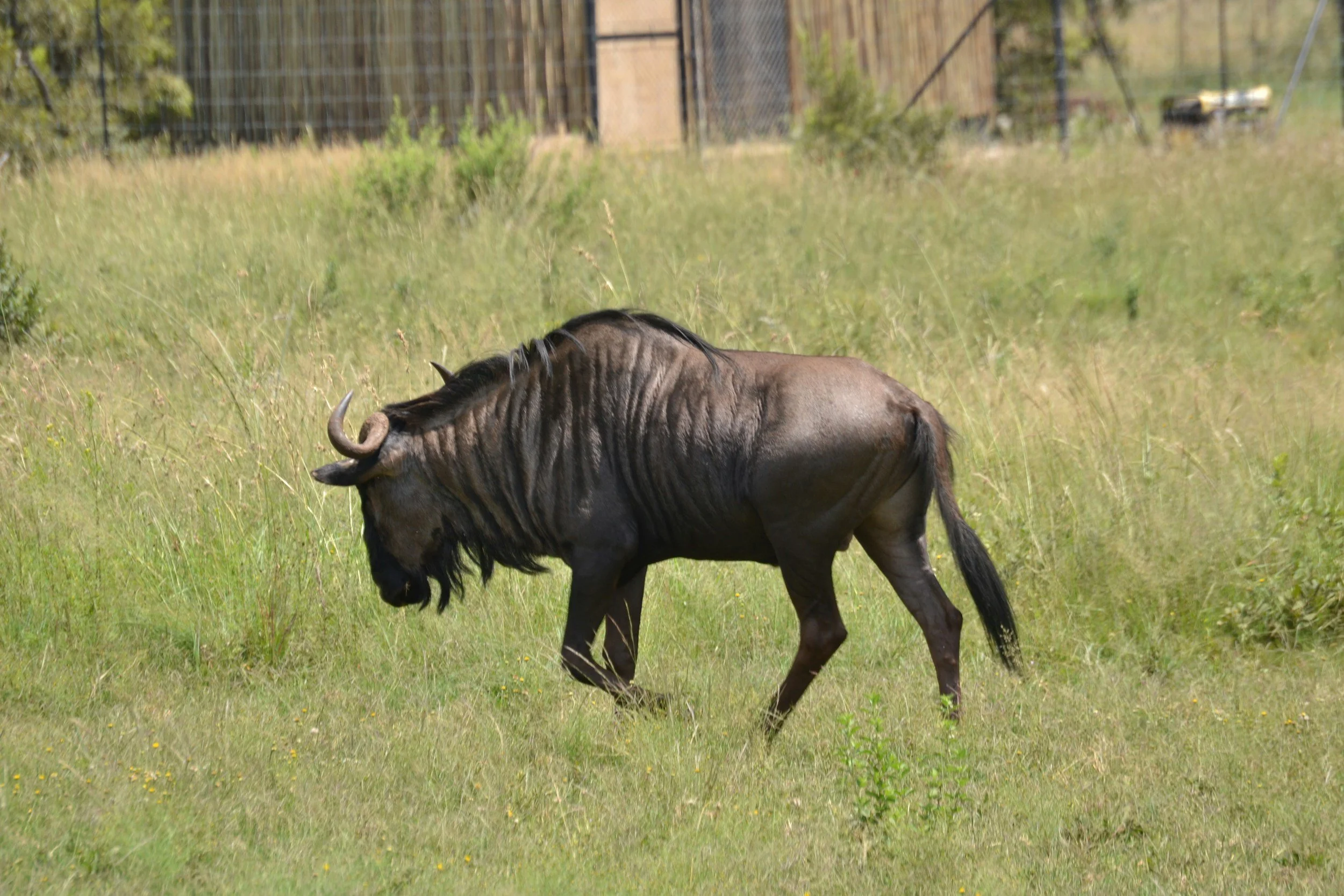 Black Wildebeest