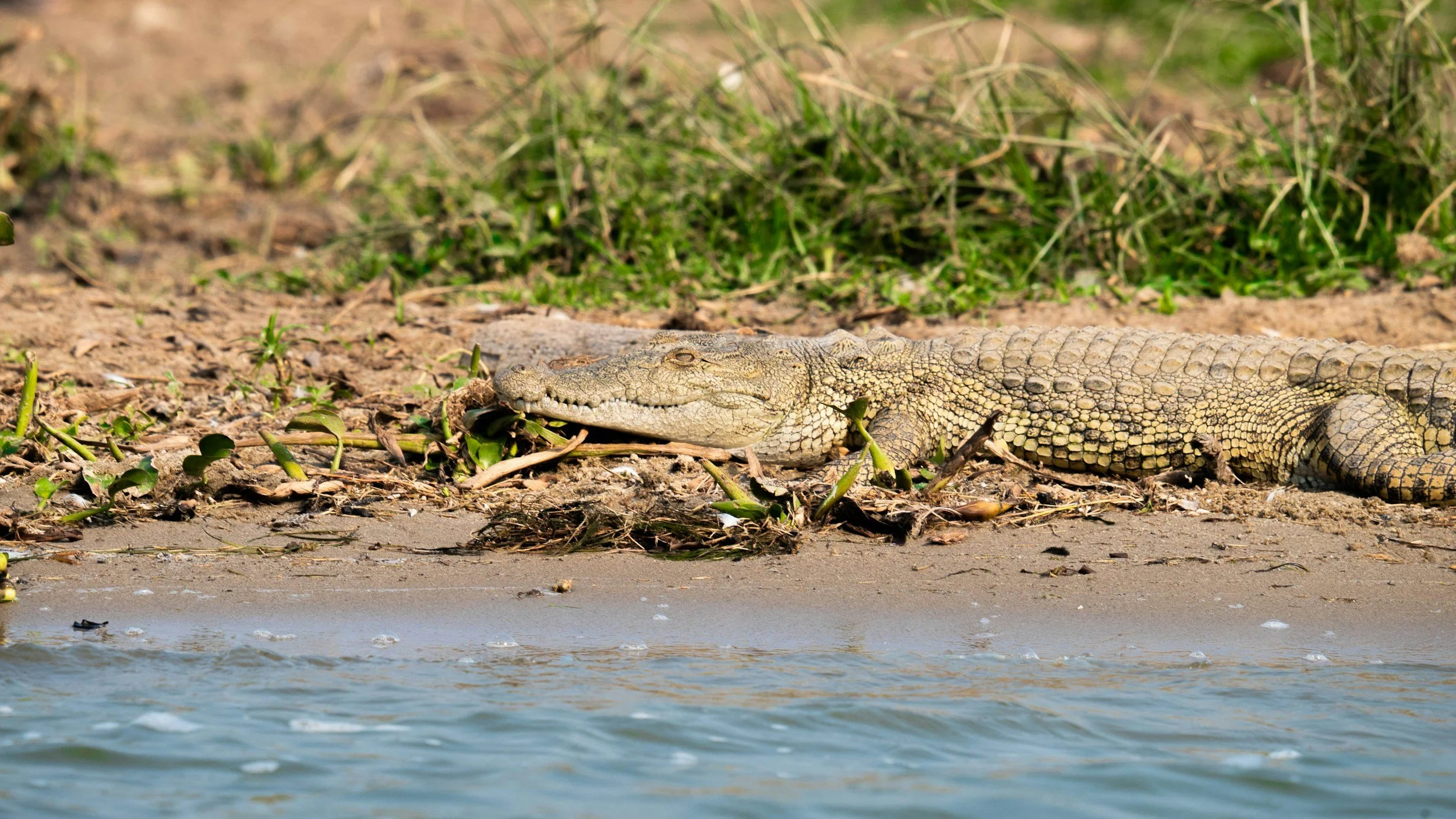 Nile Crocodile