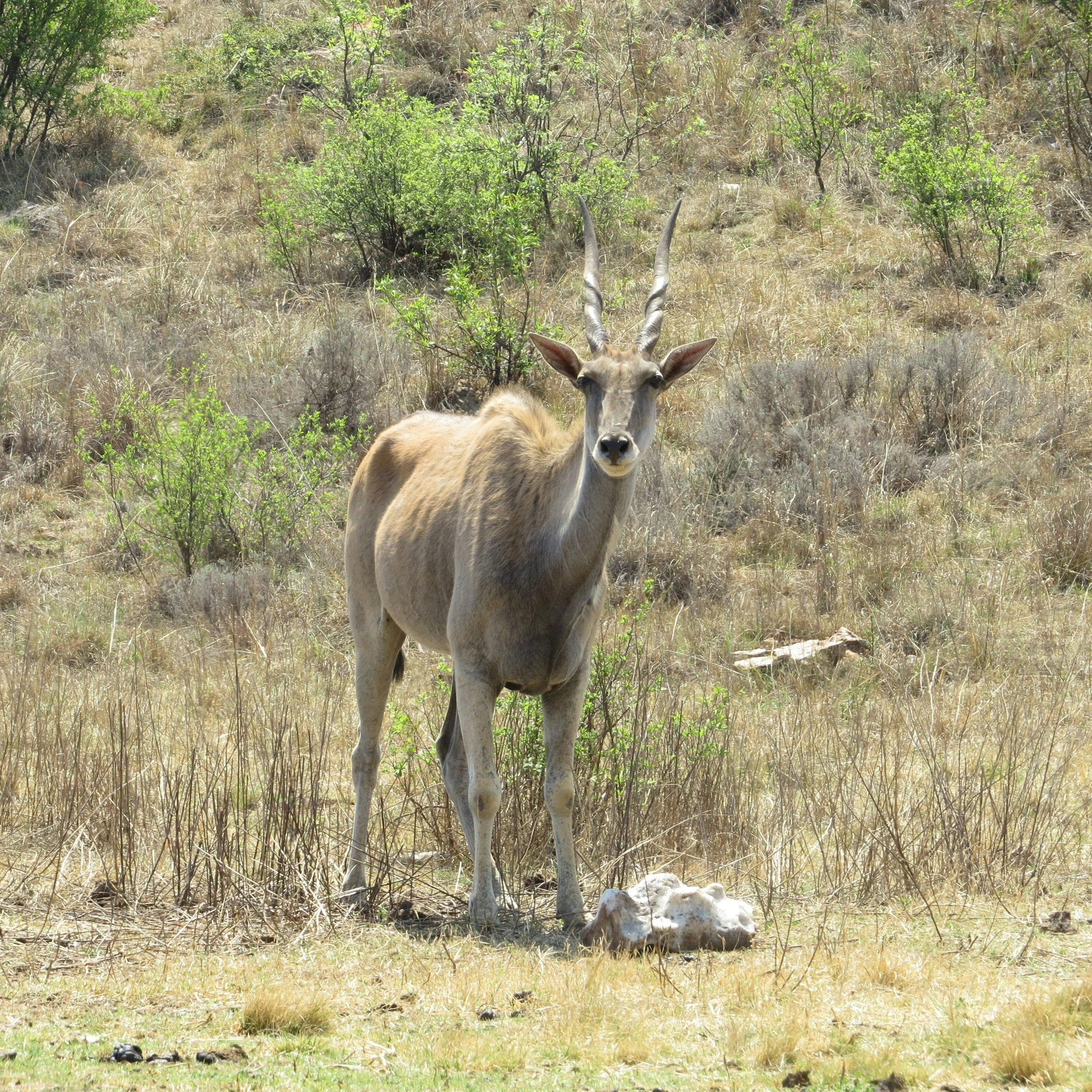 Eland