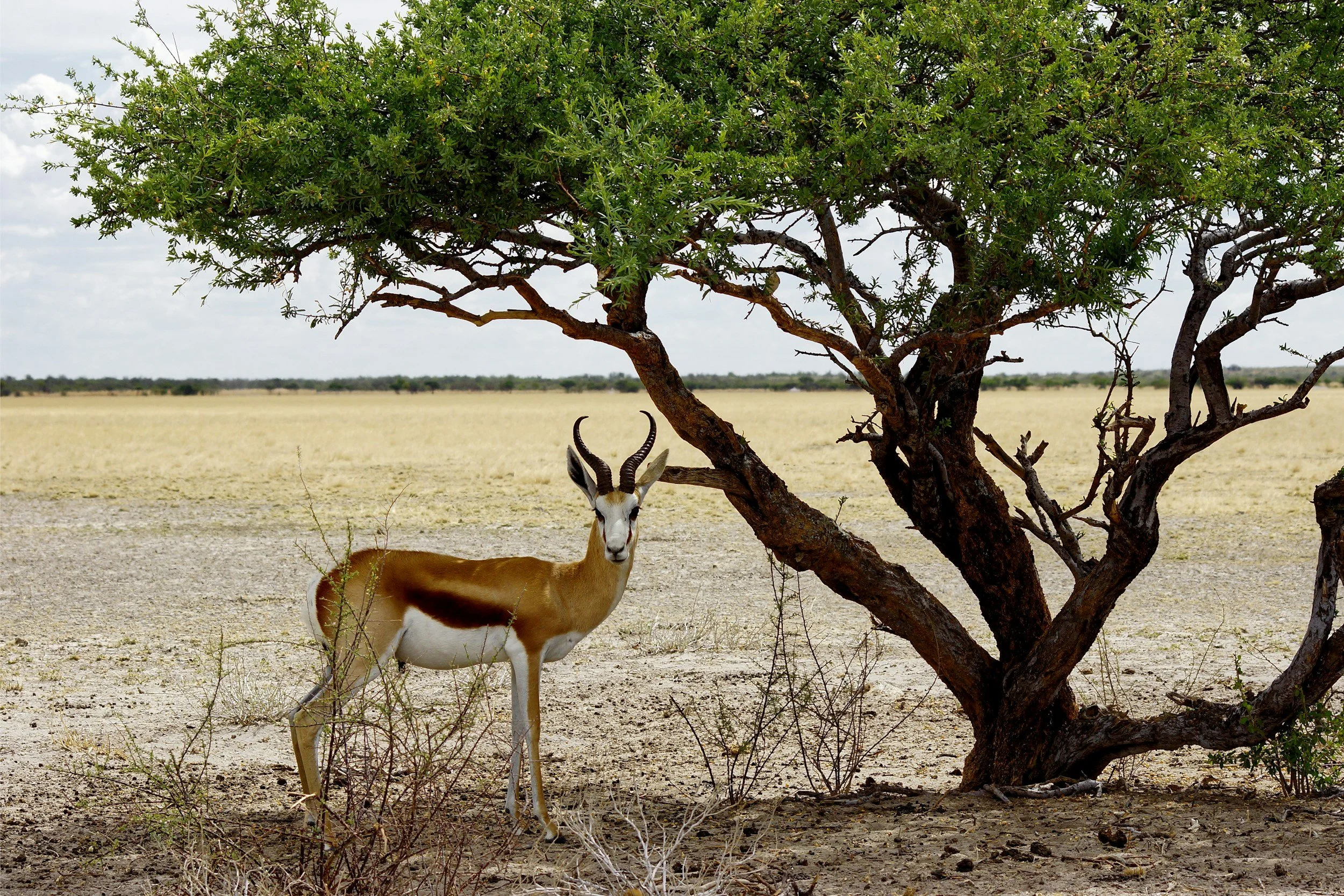 Springbok