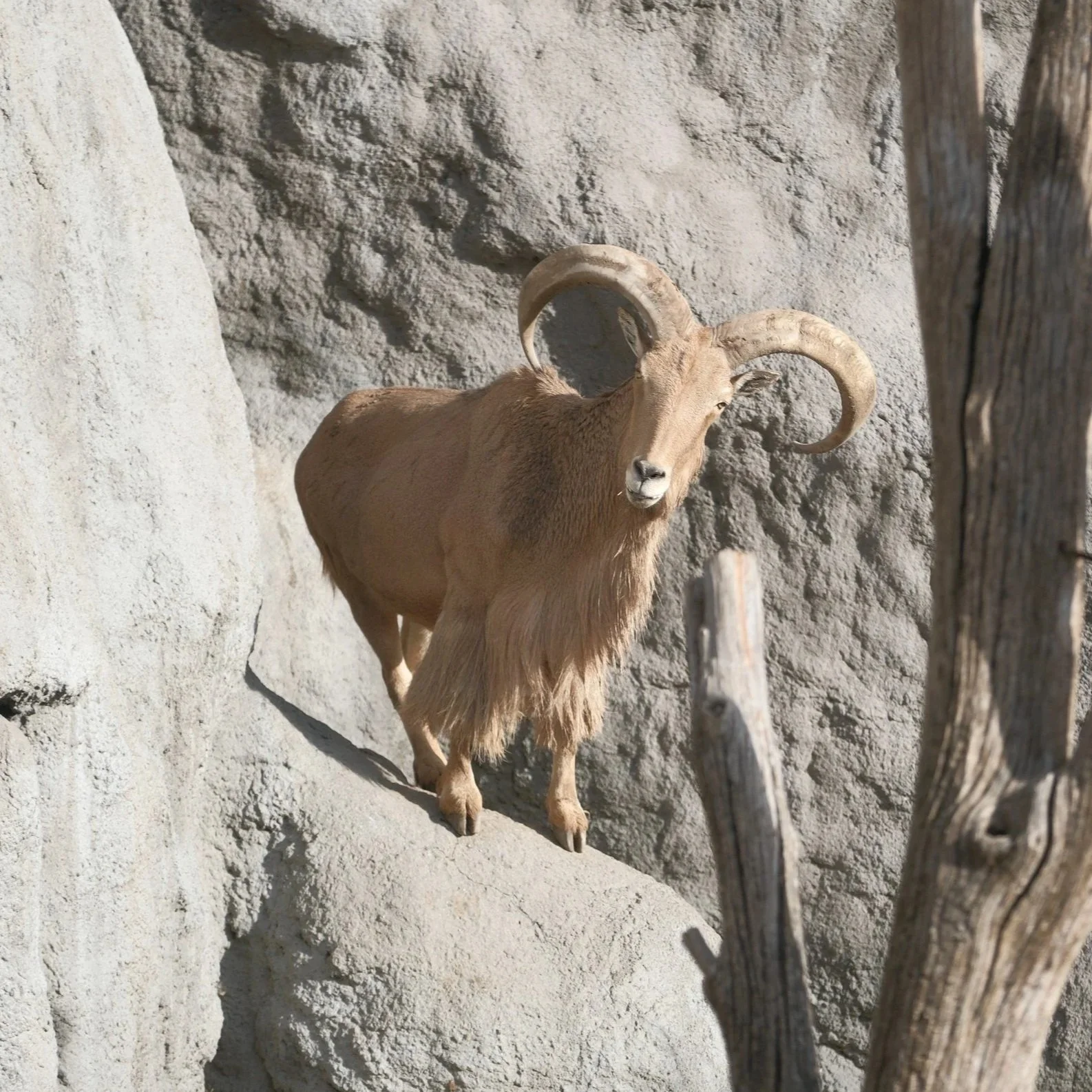 Barbary Sheep