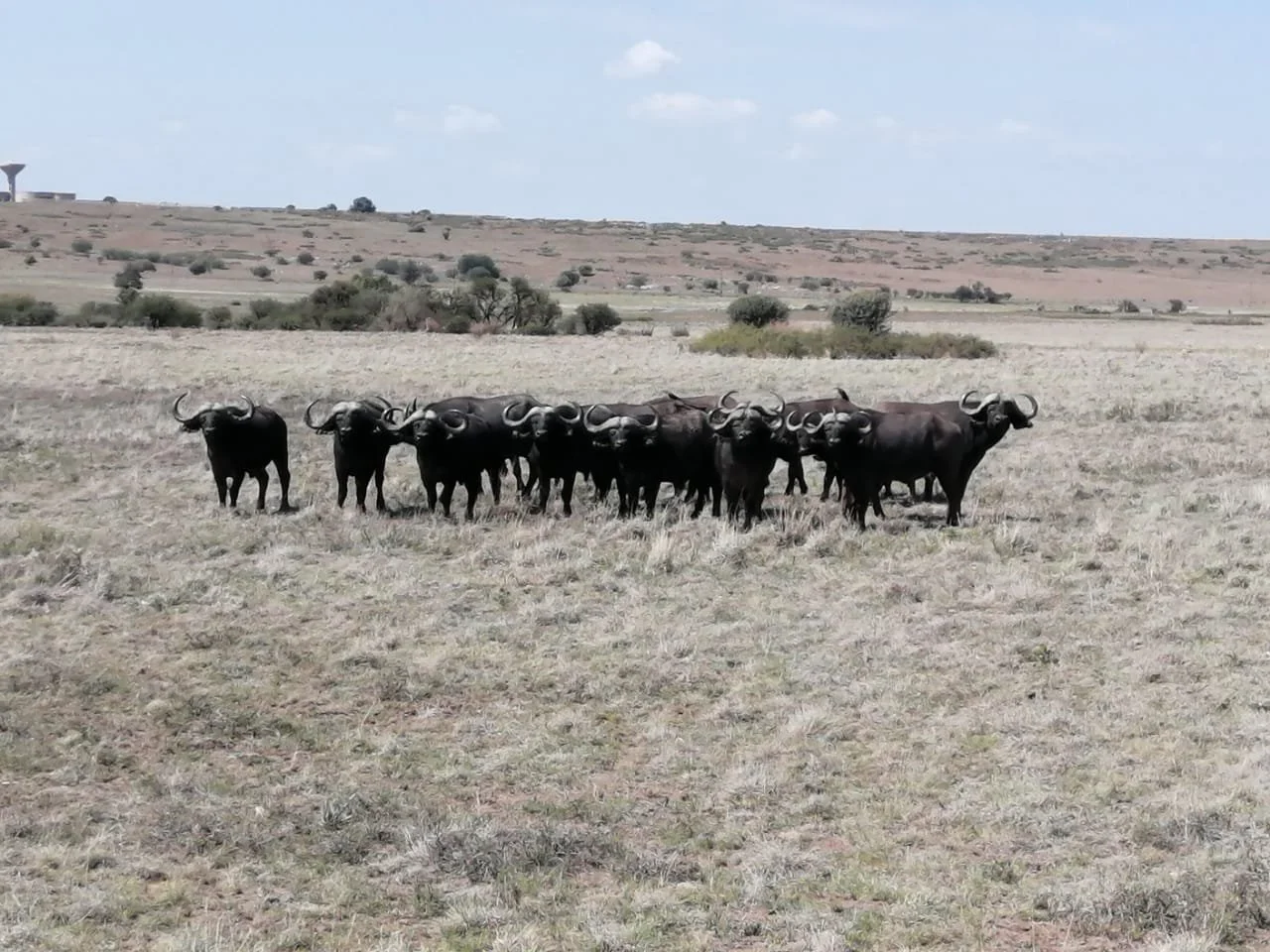 Gamka ' Buffalo 40" Package' Safari