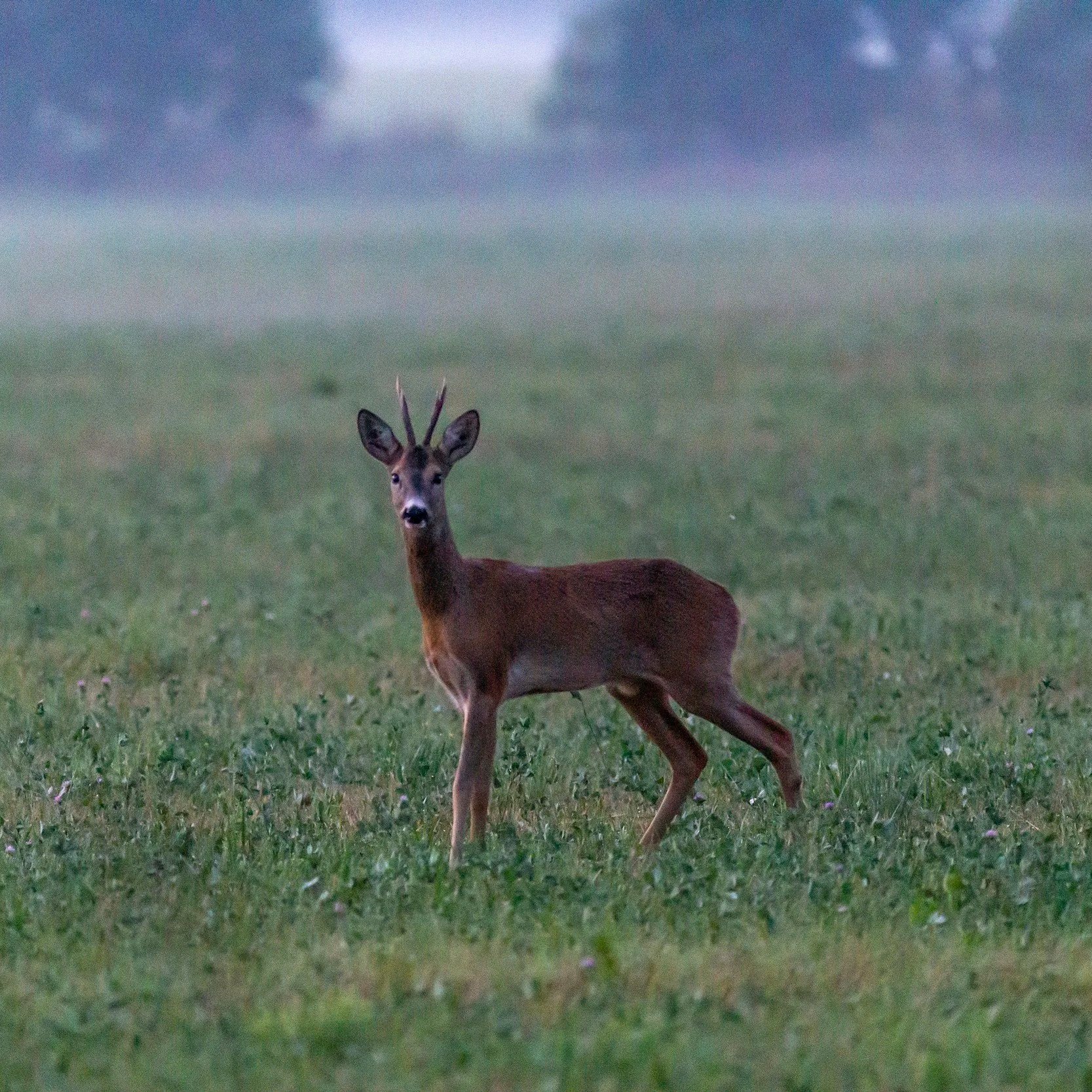 Roe Deer