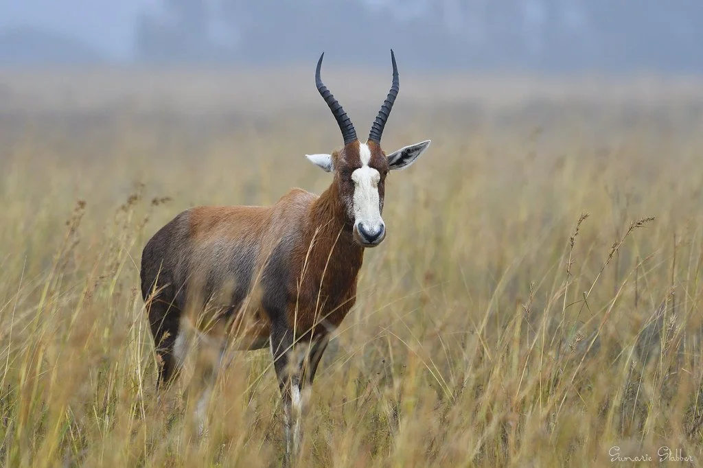 blesbuck.jpg