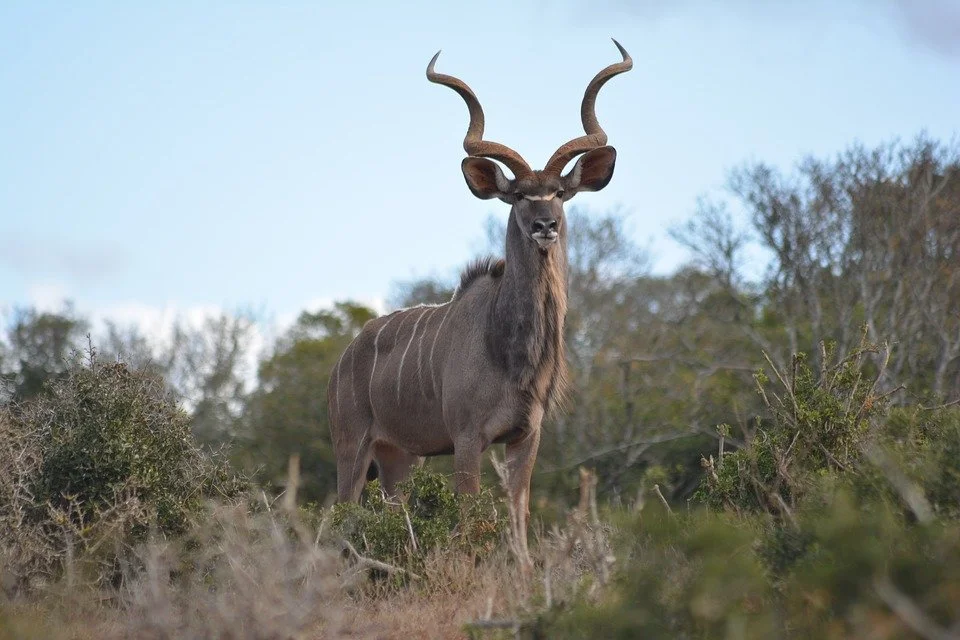 kudu.jpg (Copy) (Copy)