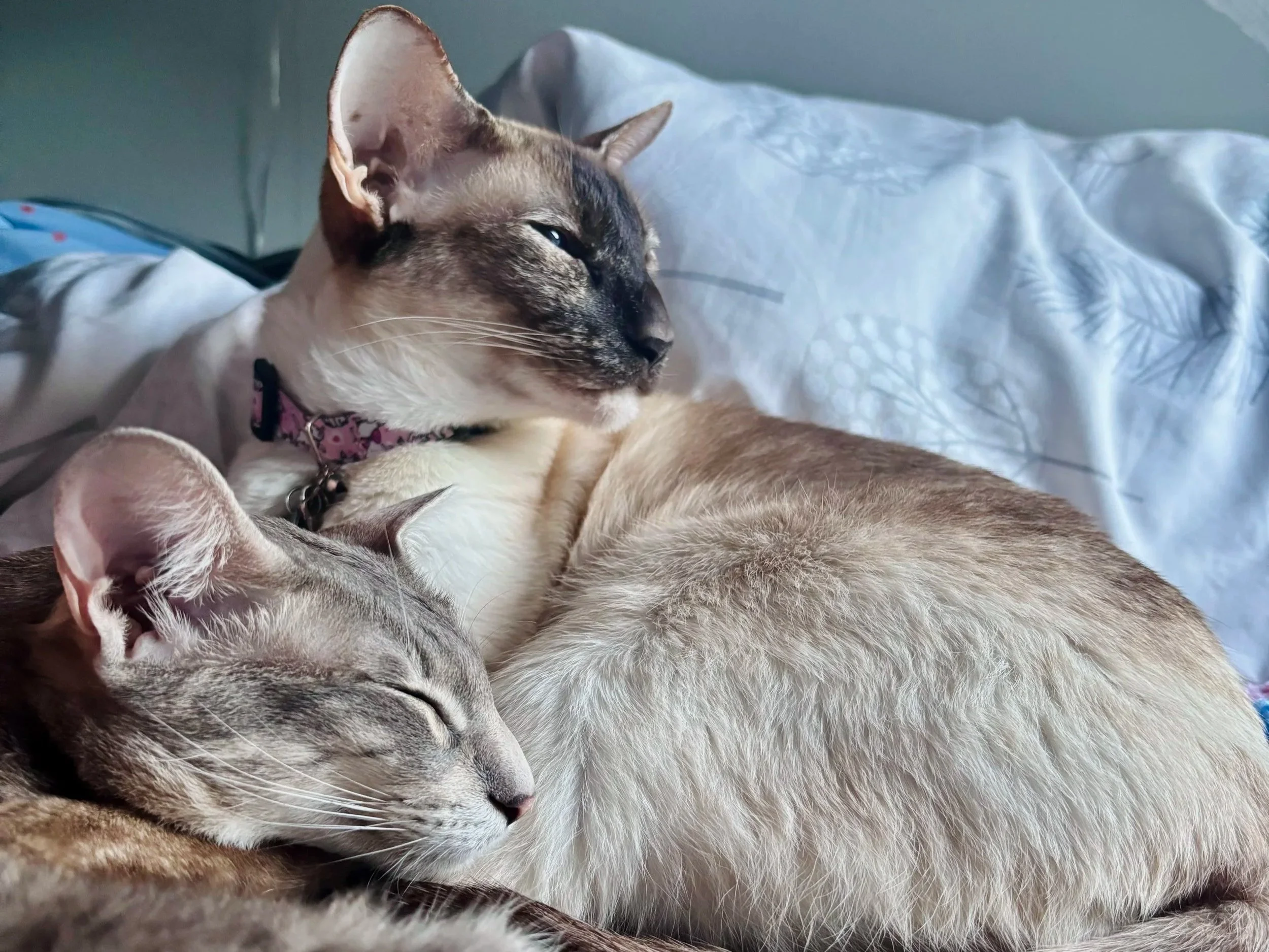 Two cats resting on a bed with a blue pillow in the background. One cat is gray with darker stripes, sleeping peacefully, while the other is Siamese with blue eyes, looking off to the side.