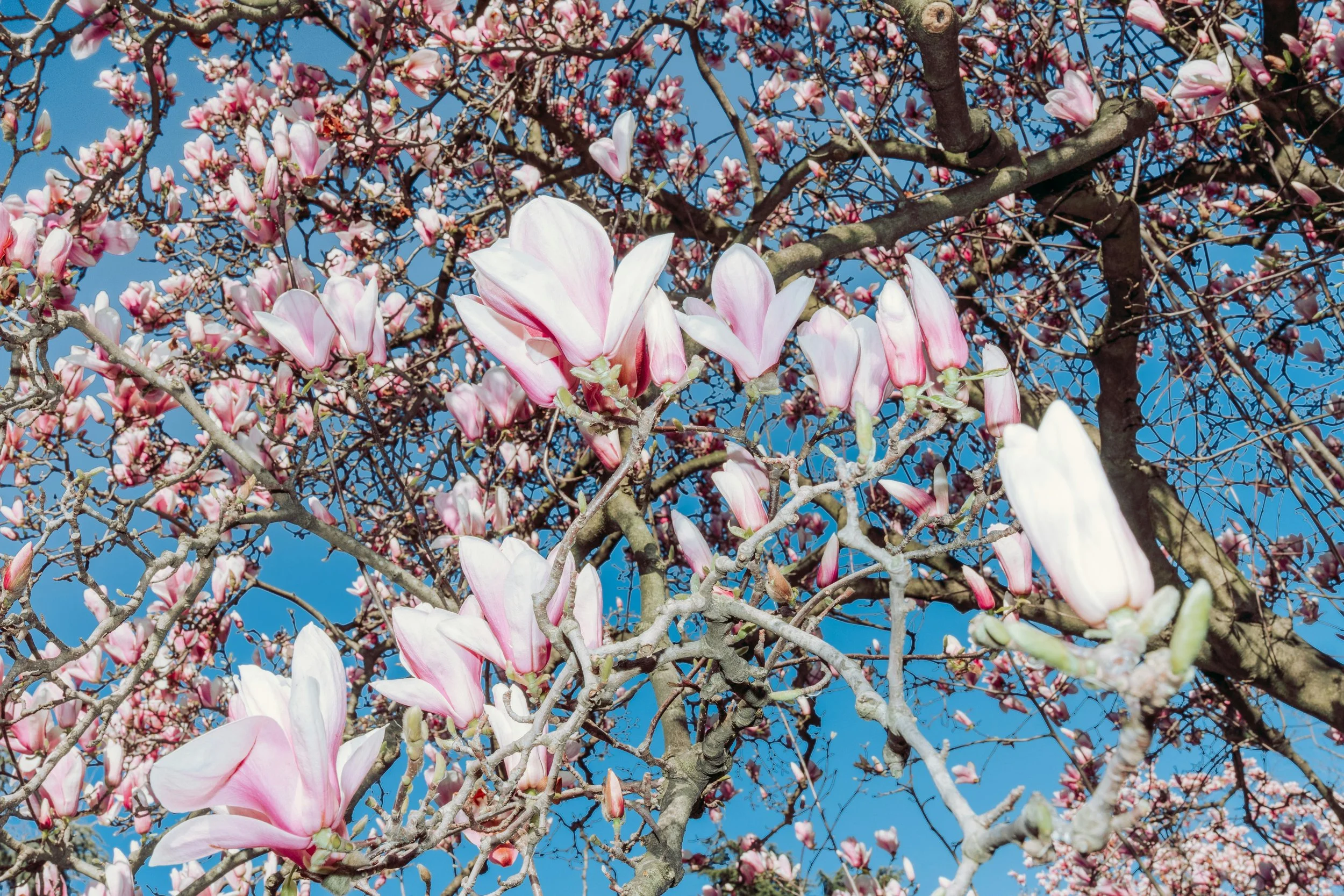 Wings in water. The body knows how to pour.
