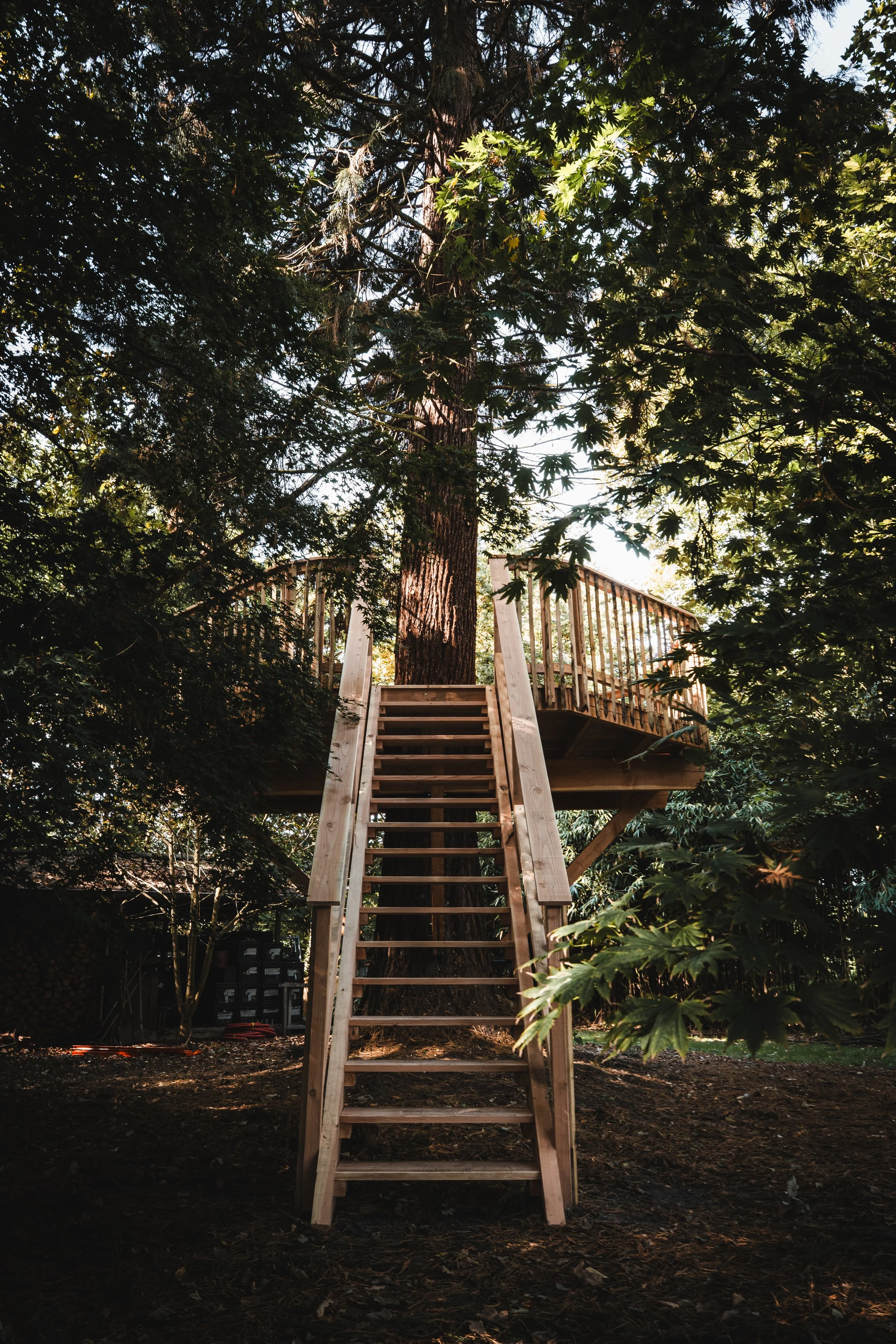 Een houten trap leidt naar een boomhut die rond een grote boom in een bosrijk gebied is gebouwd.