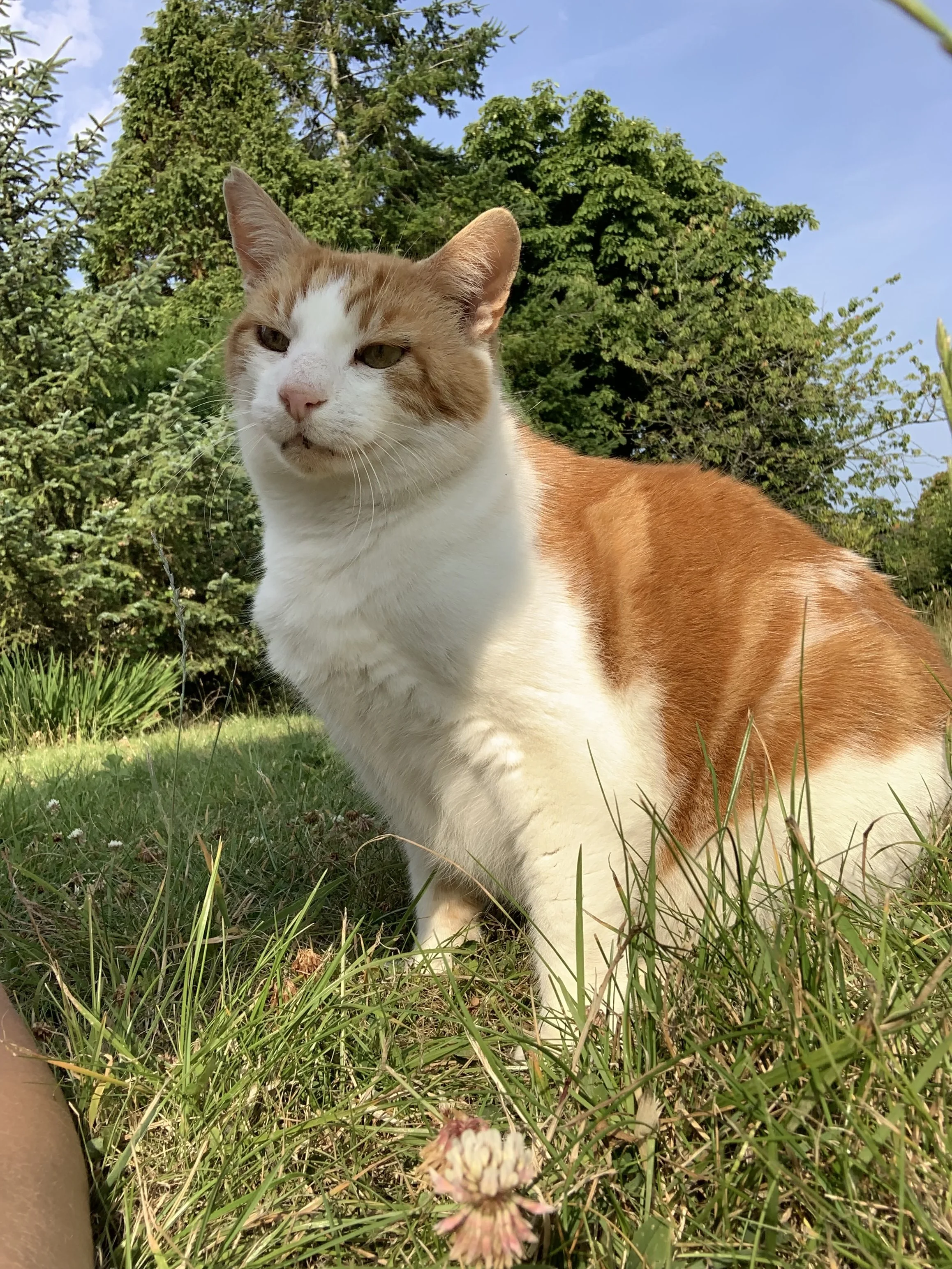 Ginger enjoying a sunny day in the garden