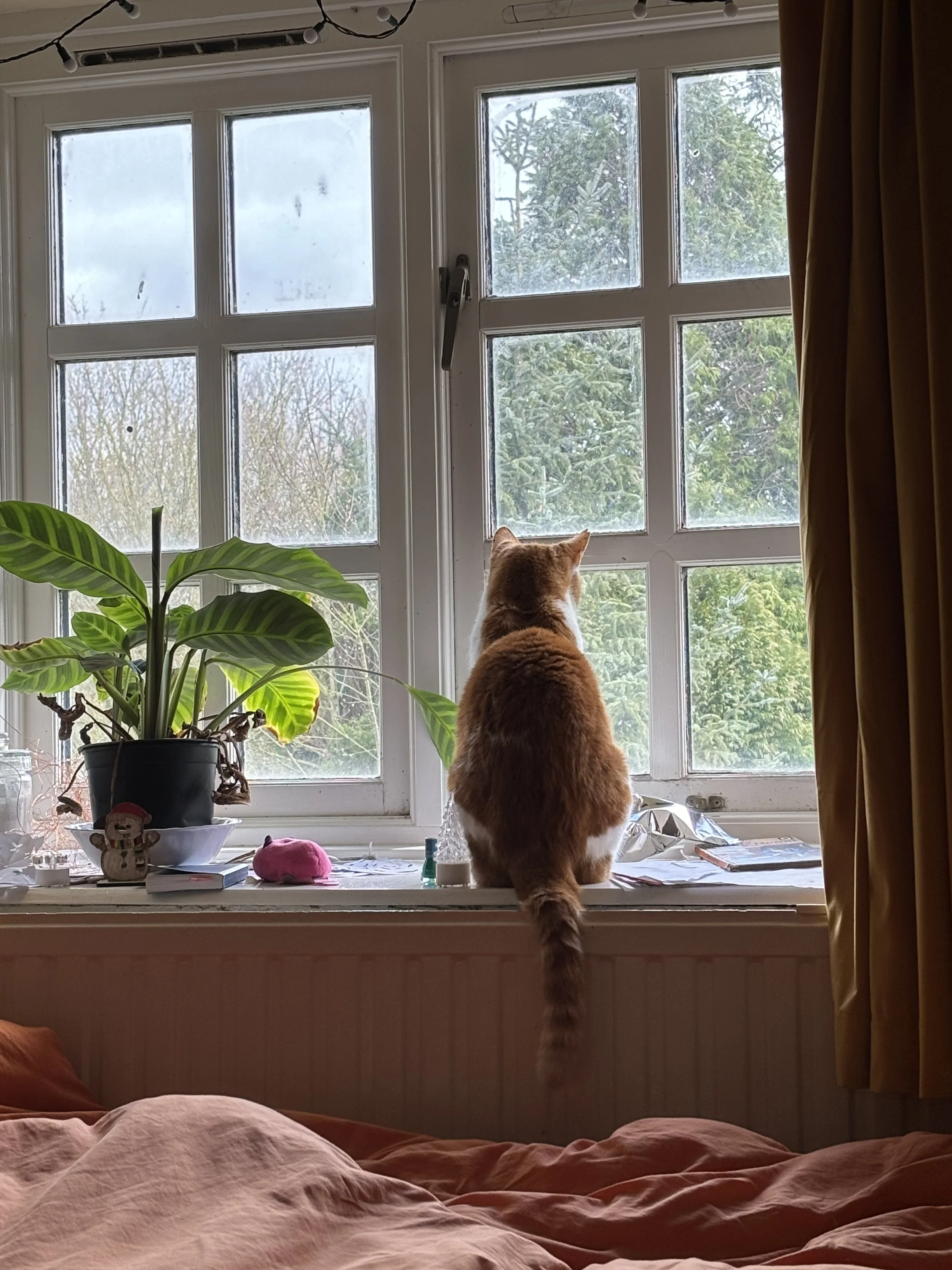 My cat, Ginger, looking out of a window. He’s sitting next to a leafy plant