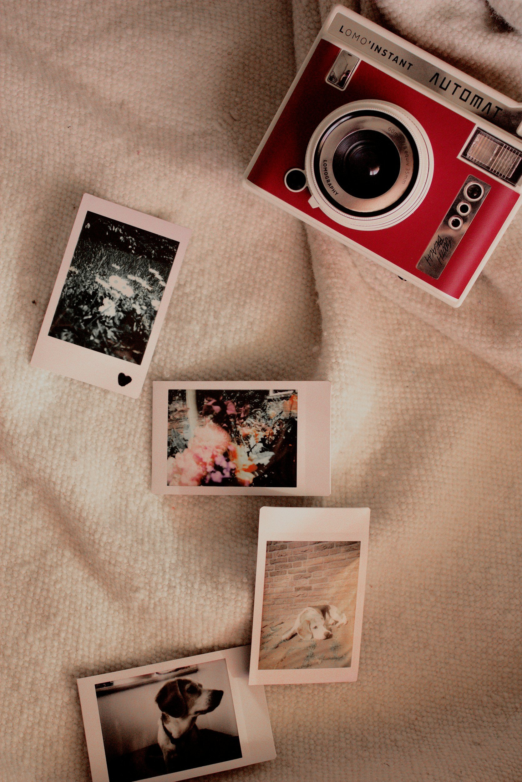 Photos polaroïd de chiens pour un accompagnement comportemental