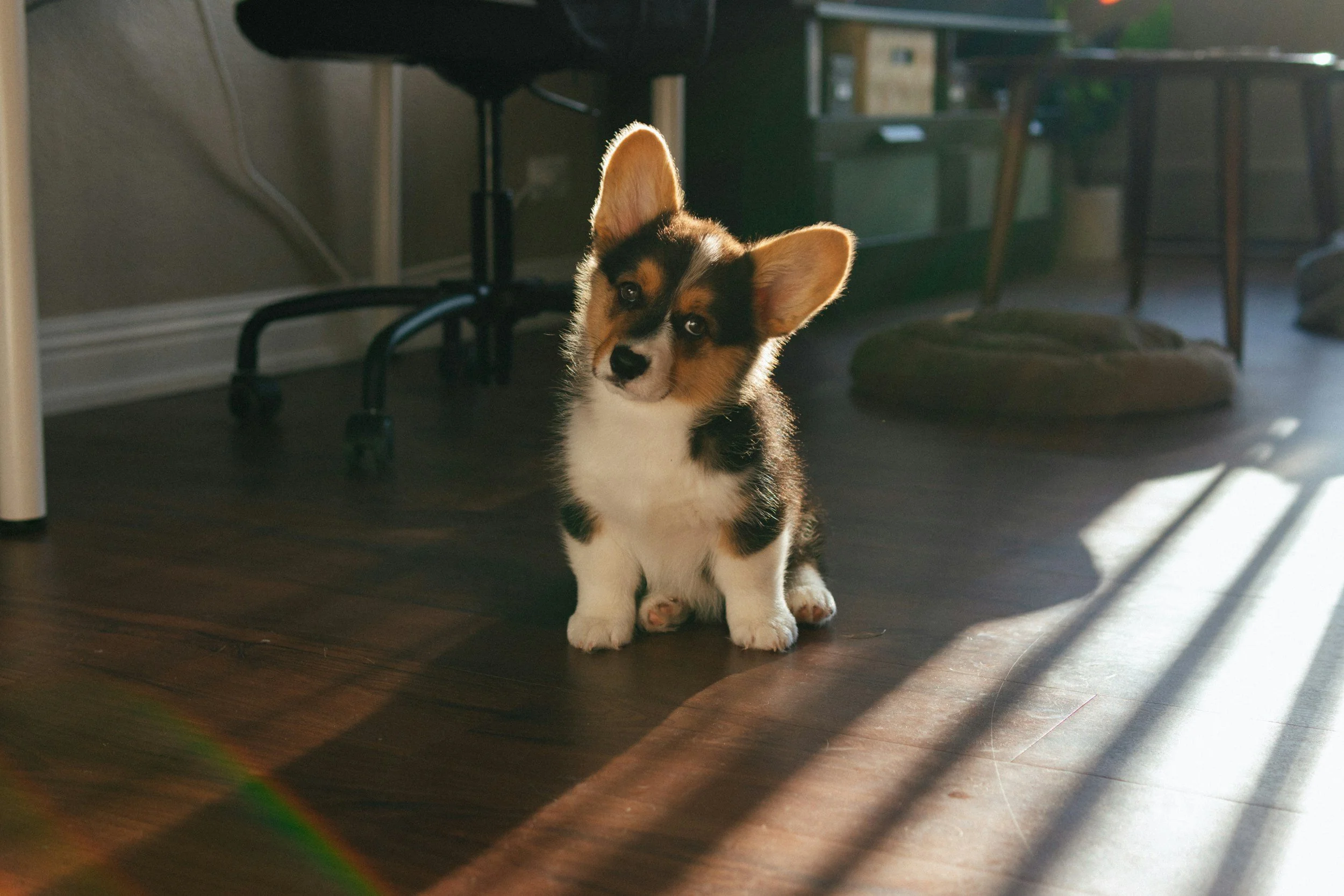 Chiot corgi curieux dans un salon