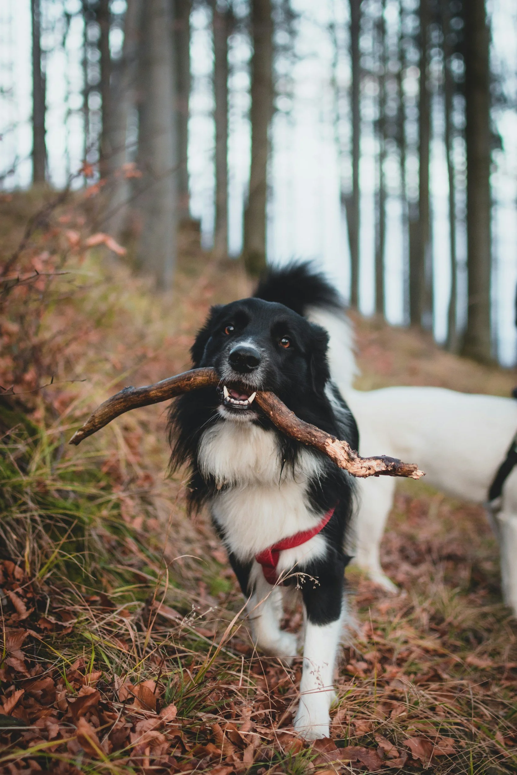 Chien de race bergère qui joue avec un bâton en balade