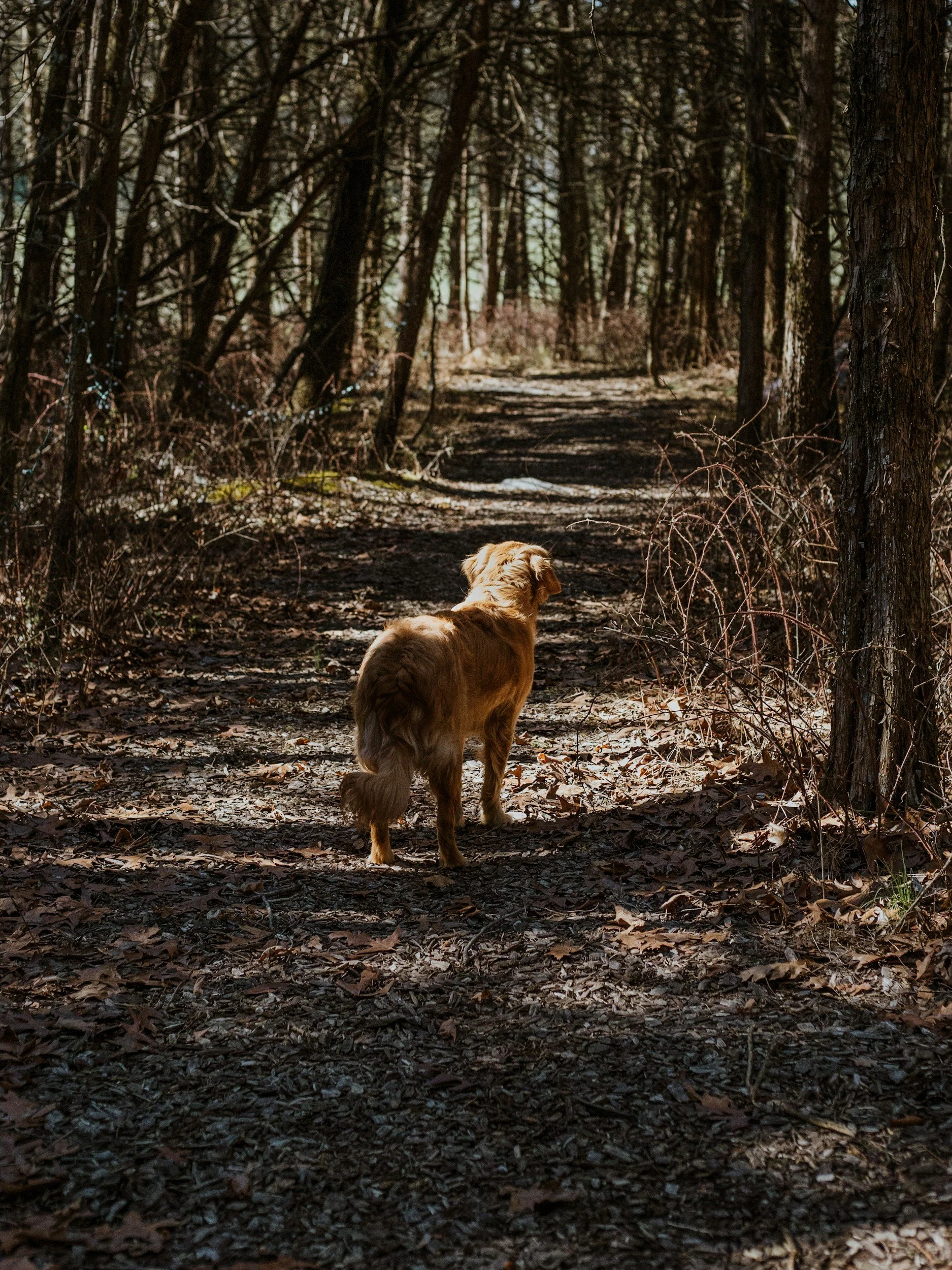 Chien golden retriever qui se promène dans la forêt