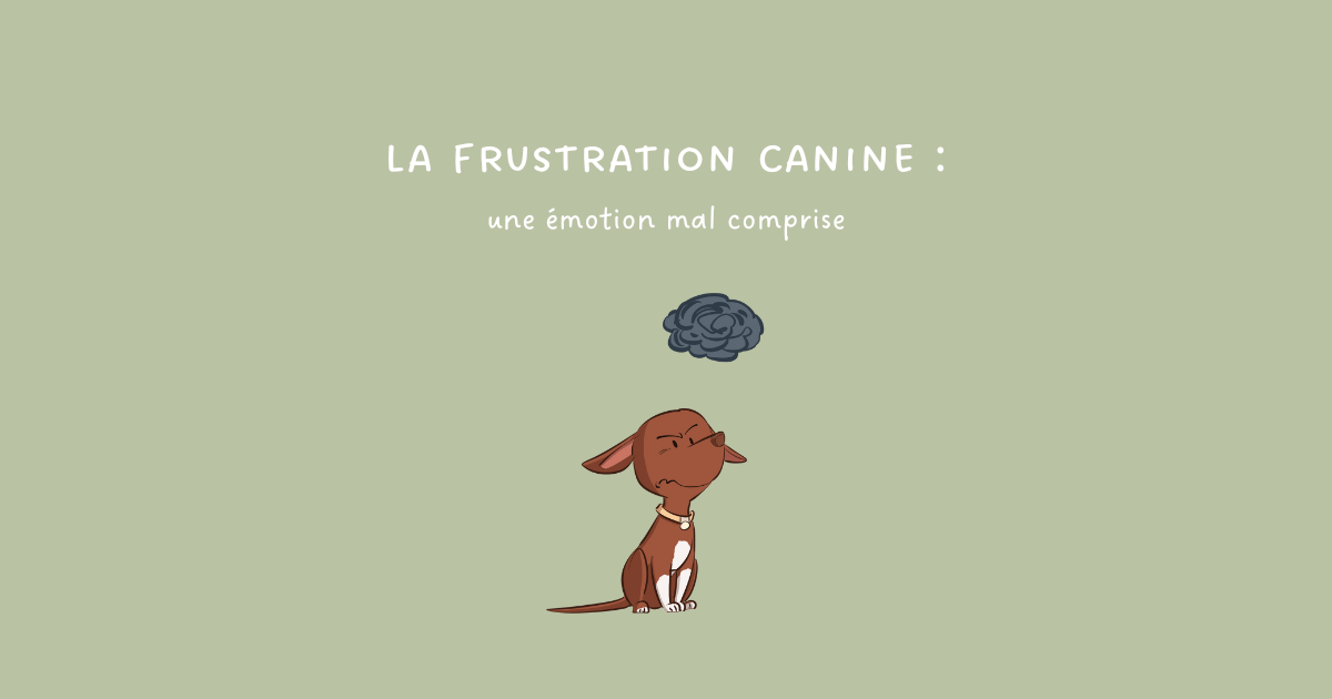 La frustration chez le chien : une émotion mal comprise