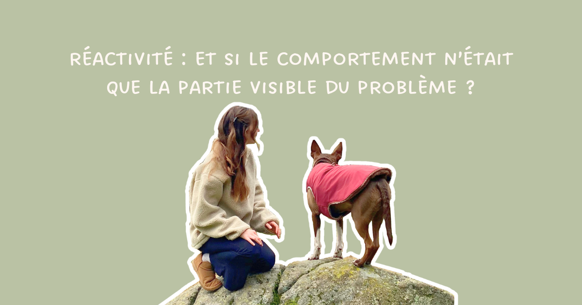 Chien réactif : et si le comportement n’était que la partie visible du problème ?