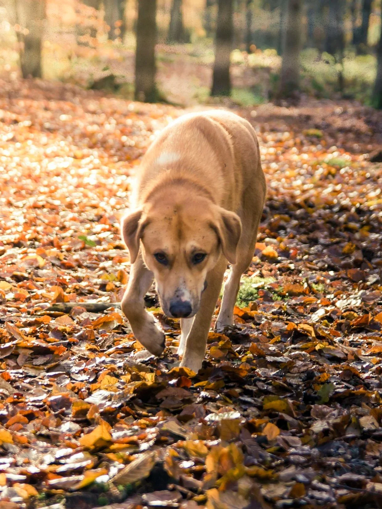 Chien réactif qui se promène en fôret