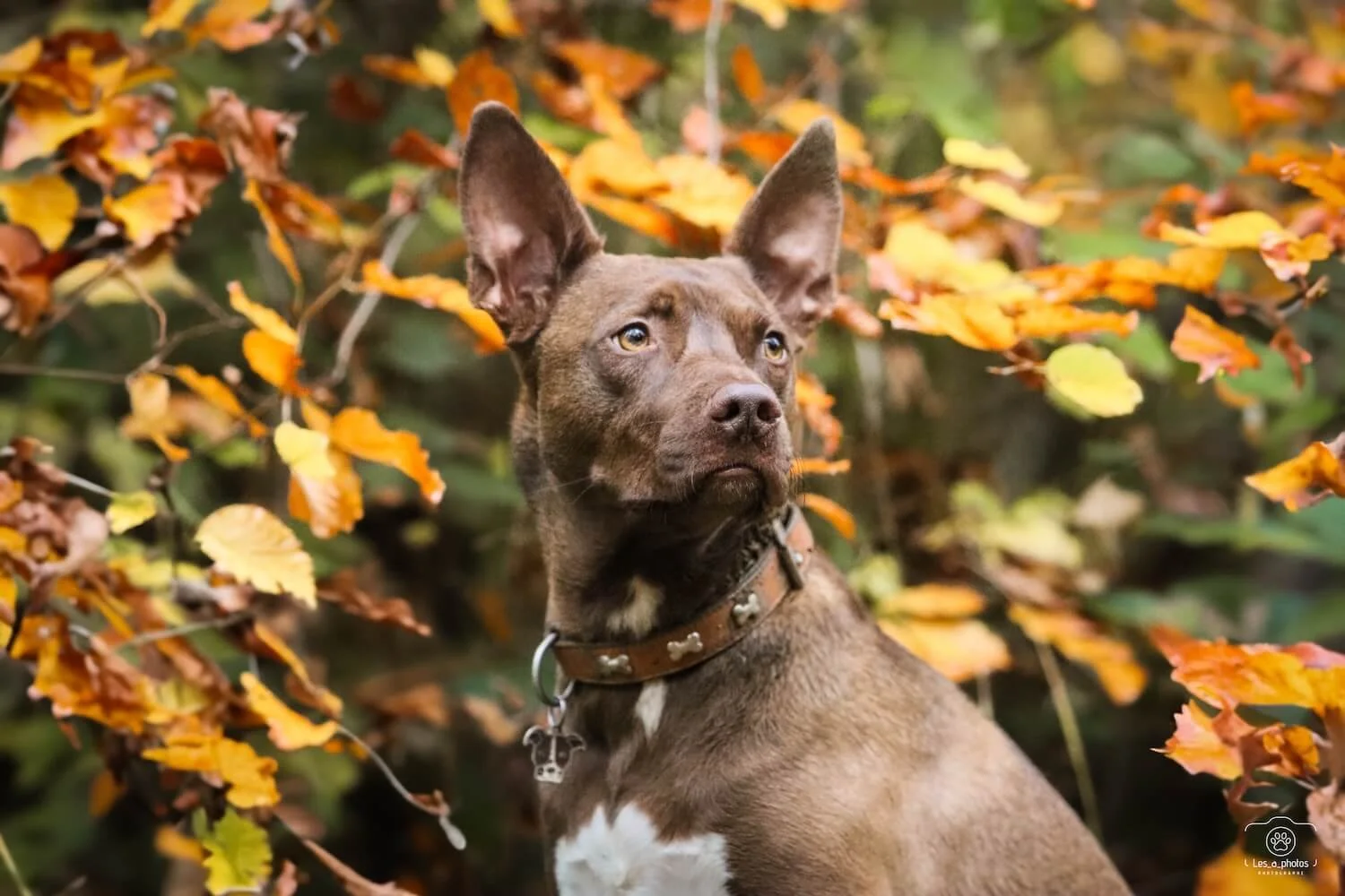Un chien type malinois qui est serein, il observe la forêt