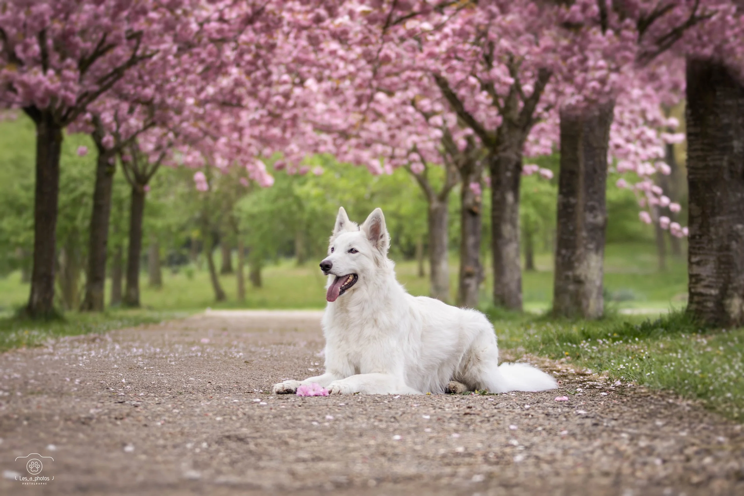 Un berger blanc suisse couchée, qui observe et se montre curieuse