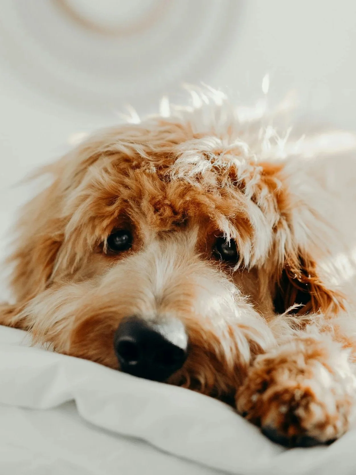 Chien golden doodle anxieux qui se repose