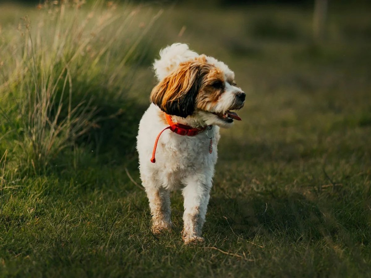 chien profitant de sa balade
