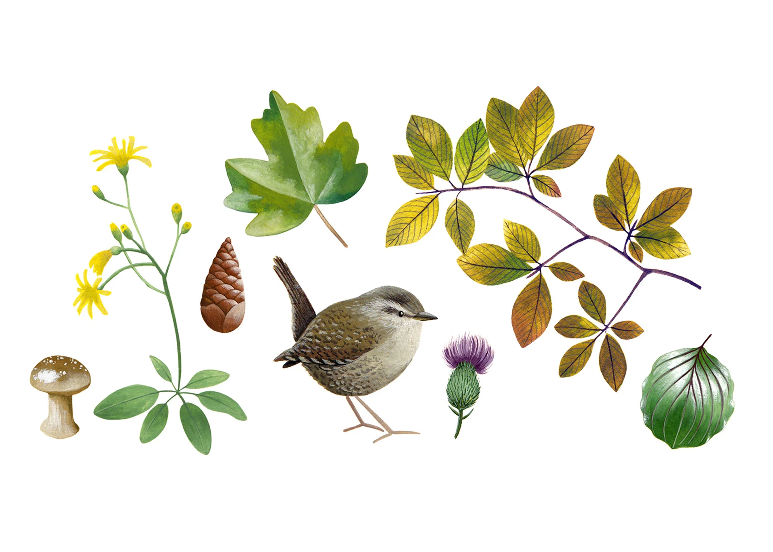 wren-leaves-web.webp