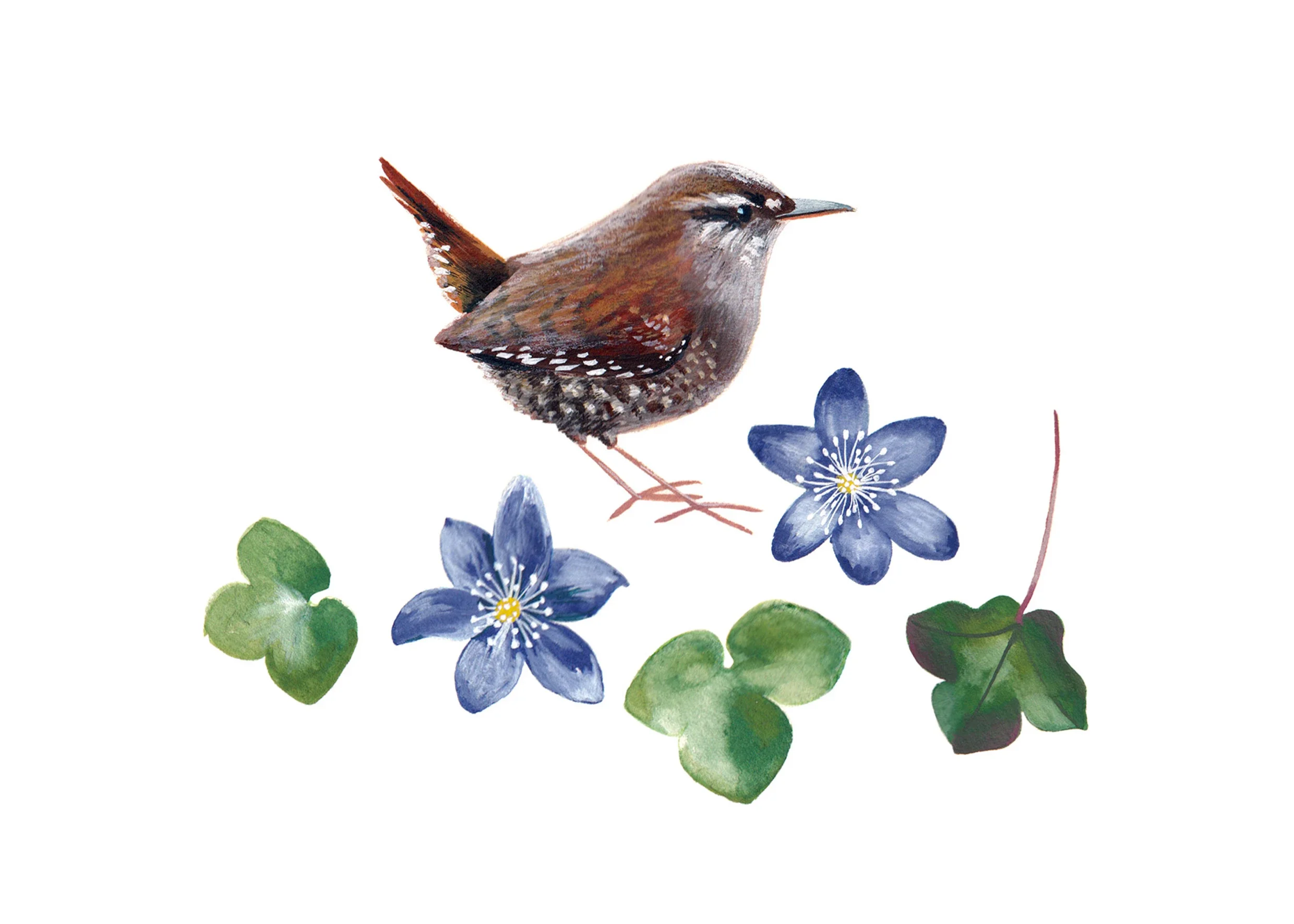 wren-flowers-web.webp