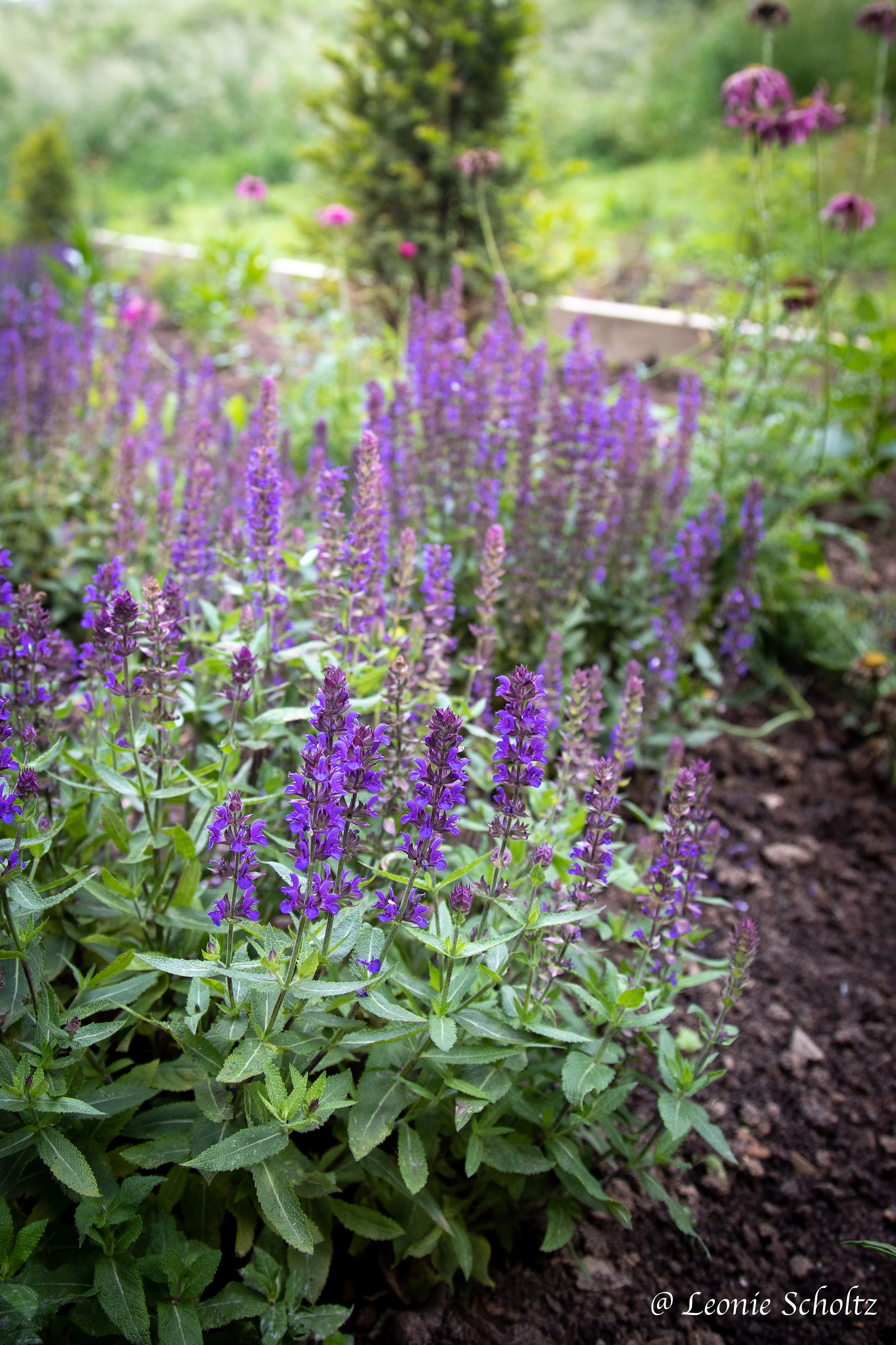 French Garden Expedition with Hardy Olivier 3300 euros
