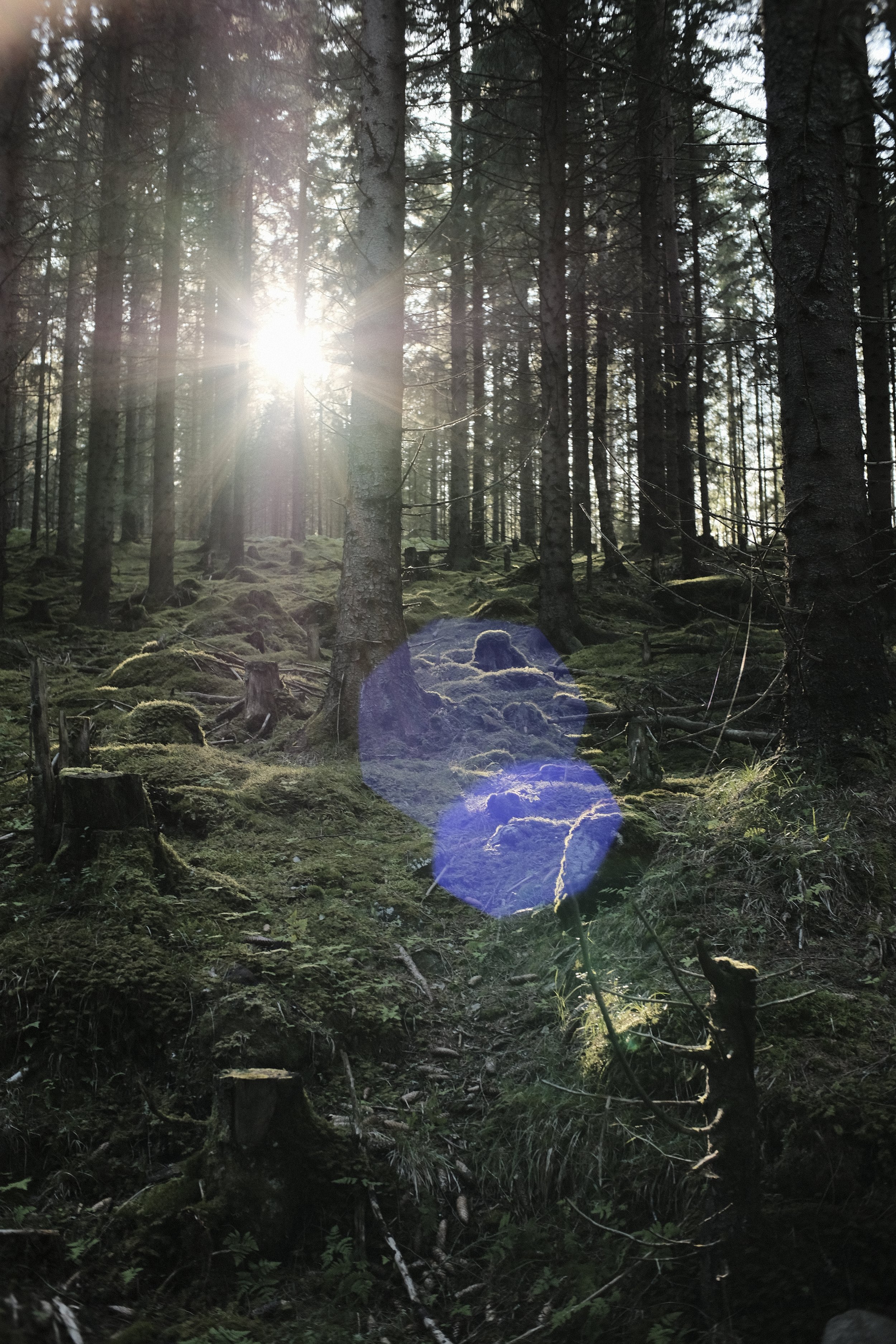 Skog eventyr
