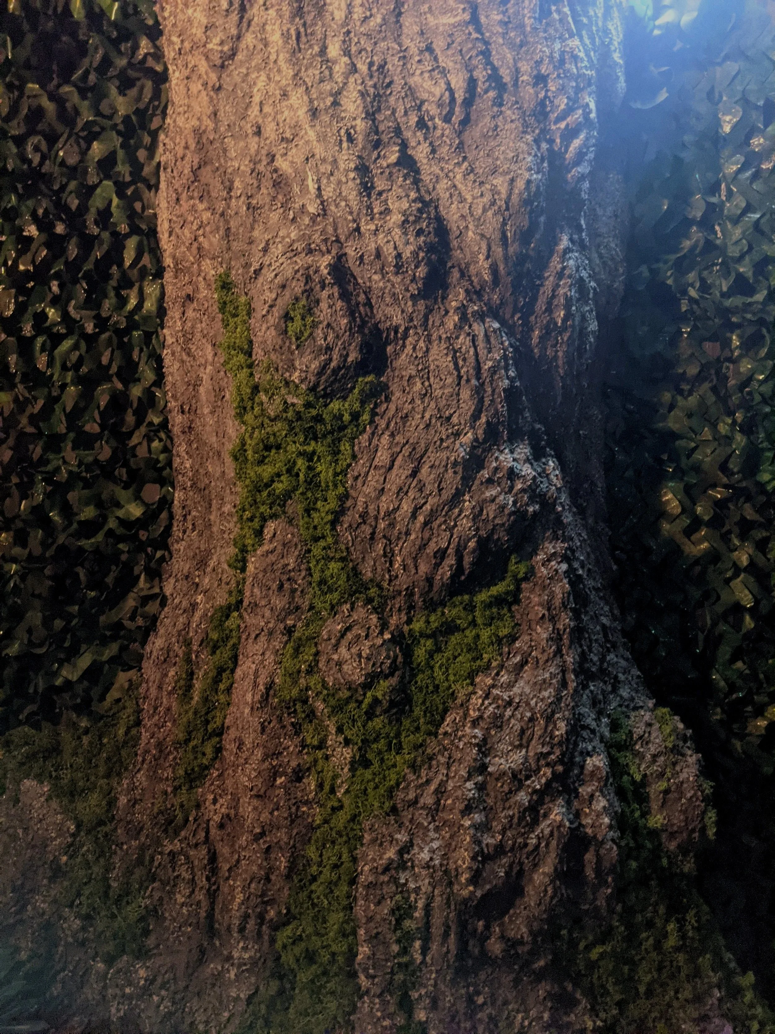 Tree+up+cloose.jpg