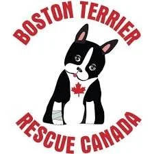 Logo of Boston Terrier Rescue Canada featuring a cartoon Boston Terrier dog with a maple leaf on its chest, surrounded by the text 'Boston Terrier Rescue Canada' in red.