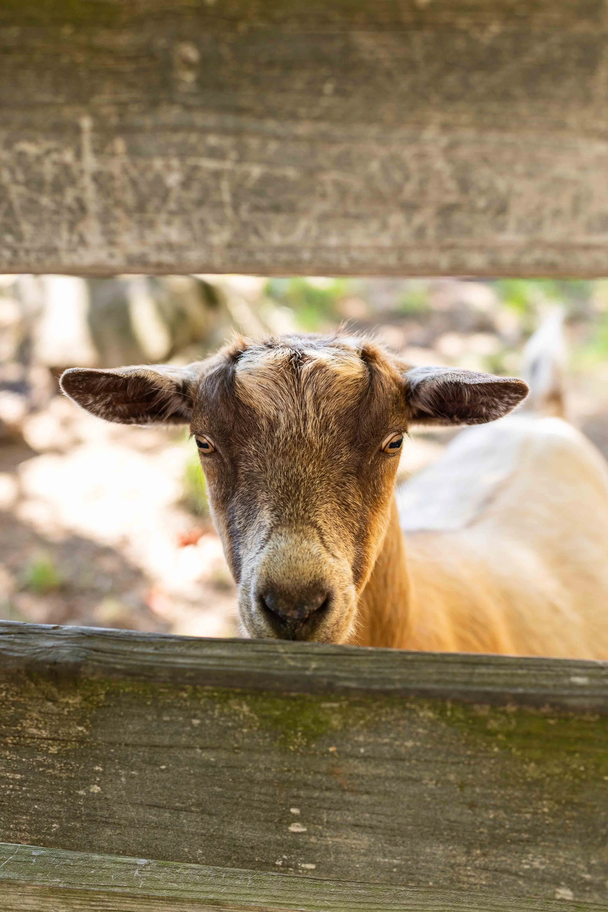 Close-up of a goat peeking through wooden slats of a fence.