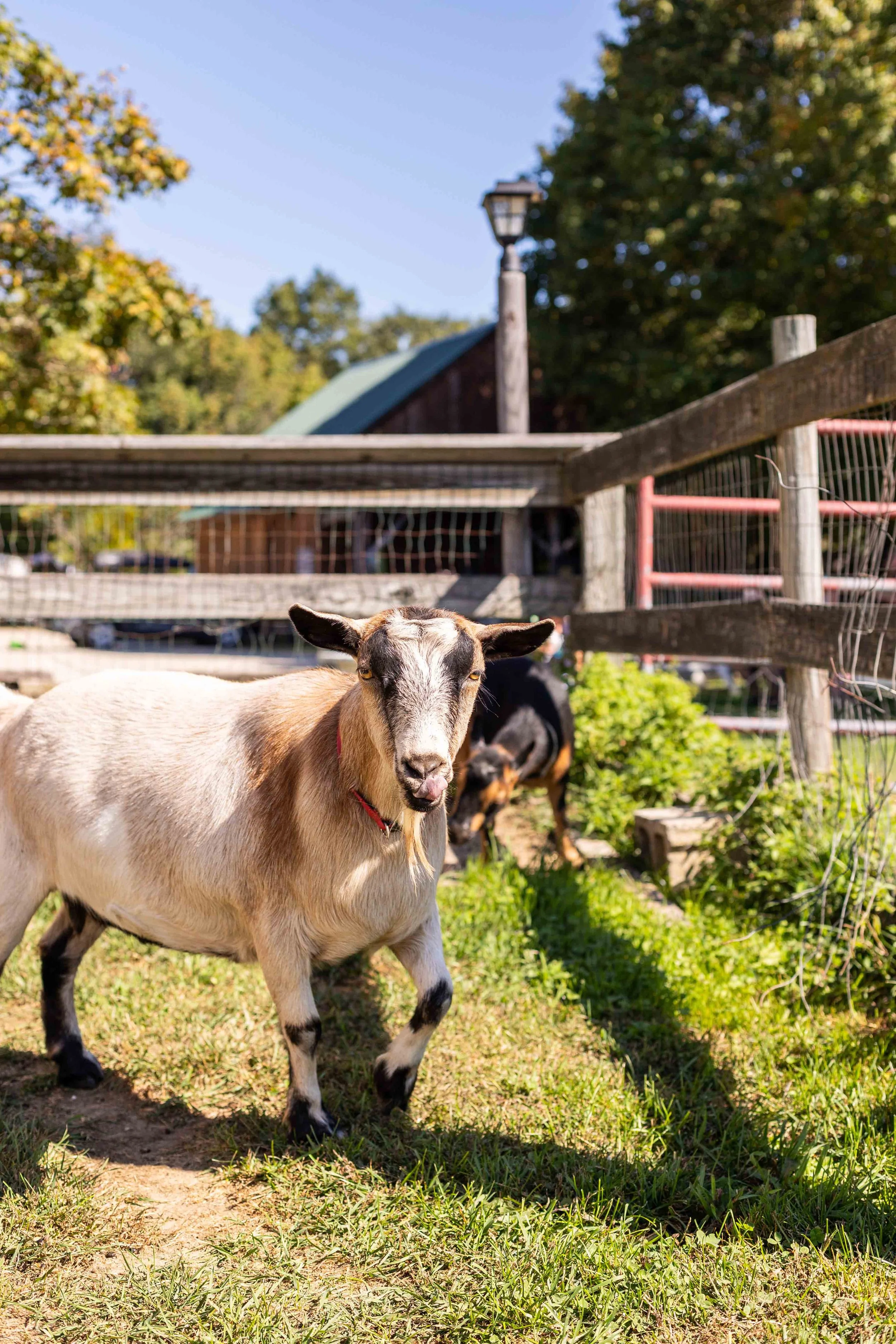 A goat standing on grass in a farmyard with a wooden fence and trees in the background.