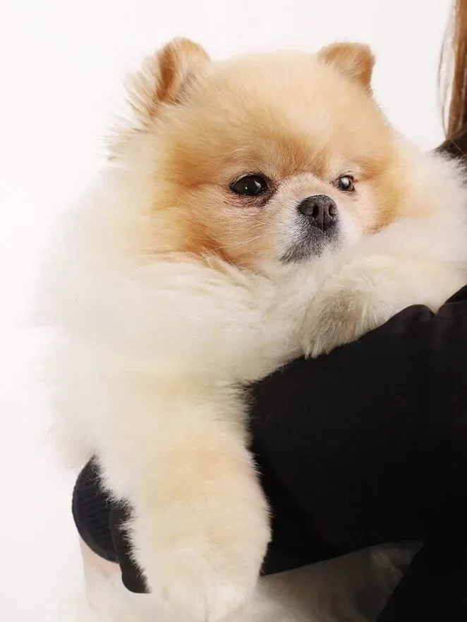 Niedlicher kleiner Pomeranian Hund wird von jemandem gehalten.
