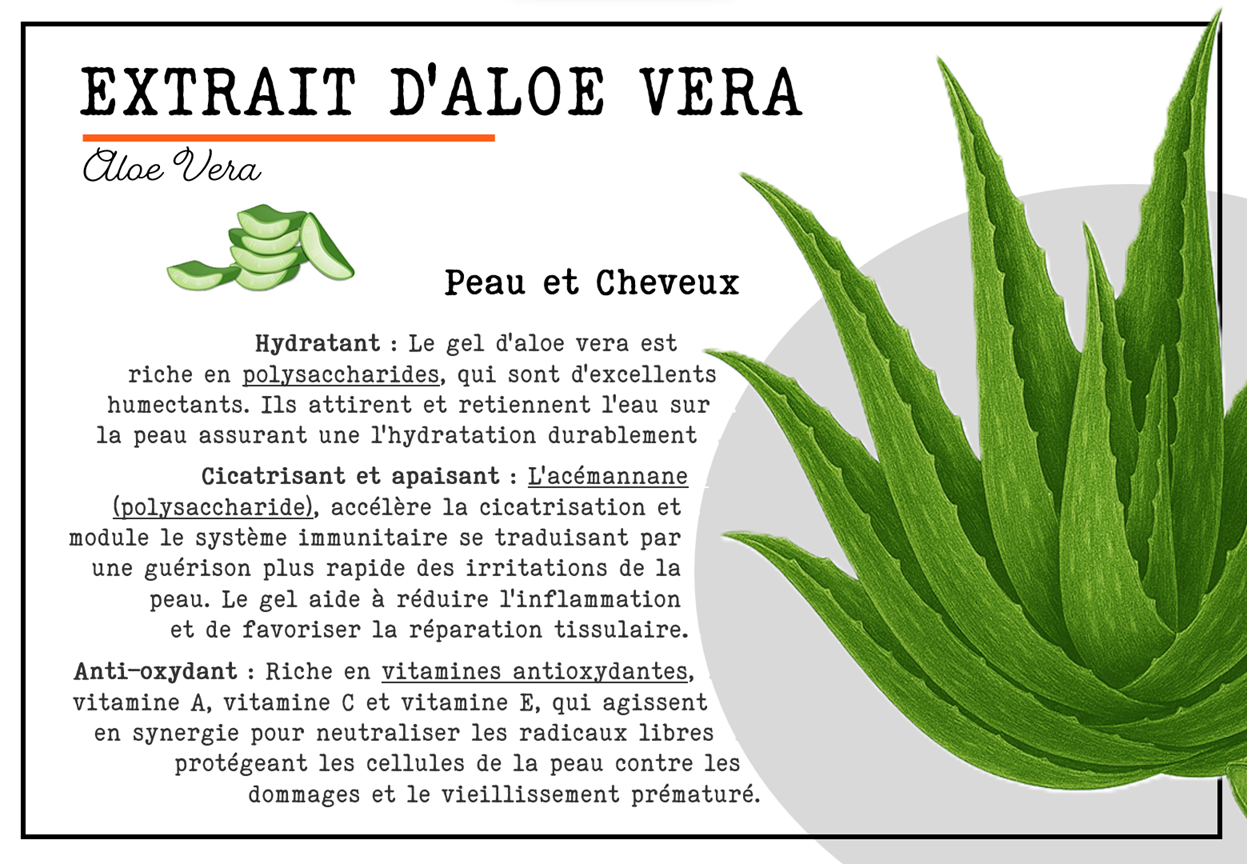 Infographie sur les bienfaits de l'aloe vera pour la peau et les cheveux, incluant ses propriétés hydratantes, cicatrisantes, apaisantes et antioxydantes.