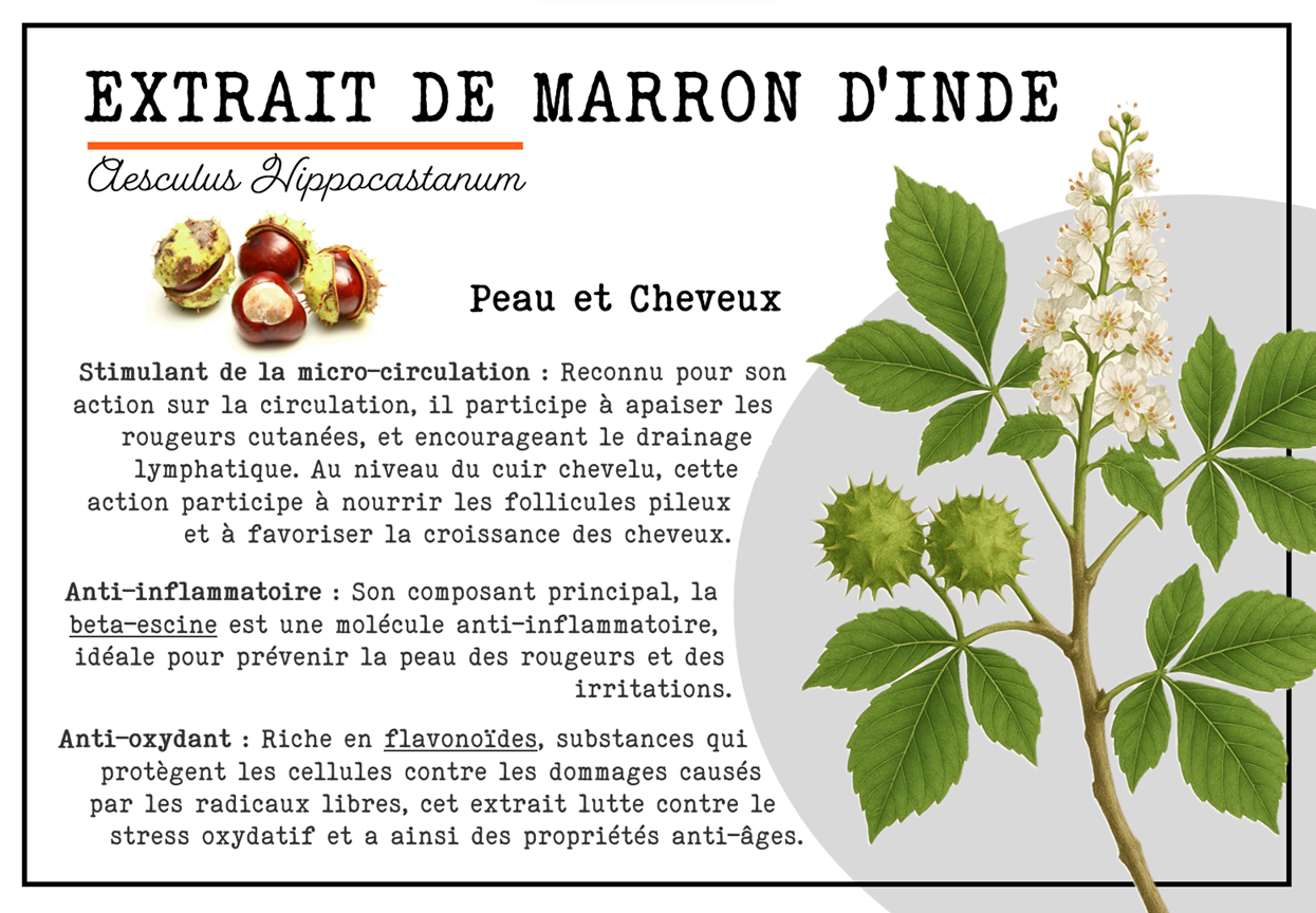 Label informatif sur l'extrait de marron d'Inde, avec illustrations de feuilles, fleur et noix de marron d'Inde.
