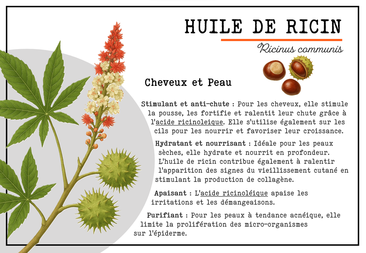 Fiche descriptive d'une huile de ricin avec un dessin d'une plante de ricin, des noix de ricin, et du texte en français sur les usages et bienfaits de l'huile de ricin pour la peau et les cheveux.