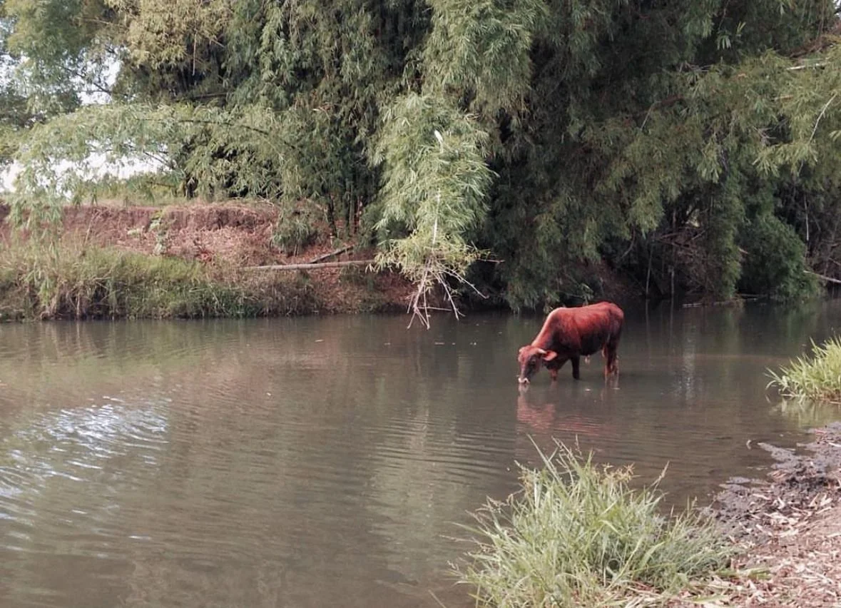 RIVER WALK & SHORE FISHING