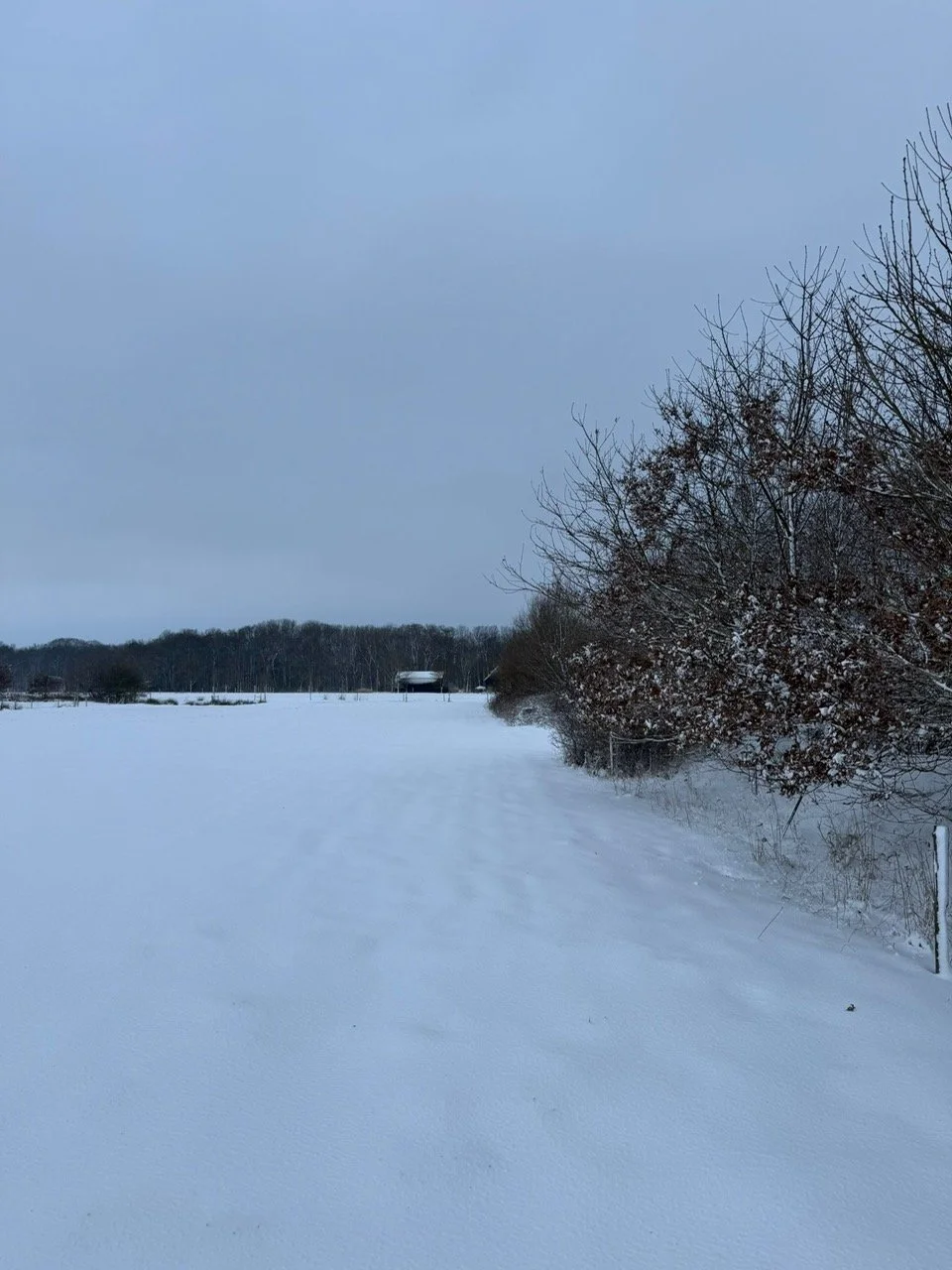 De biologische bloemenkwekerij bedekt met sneeuw