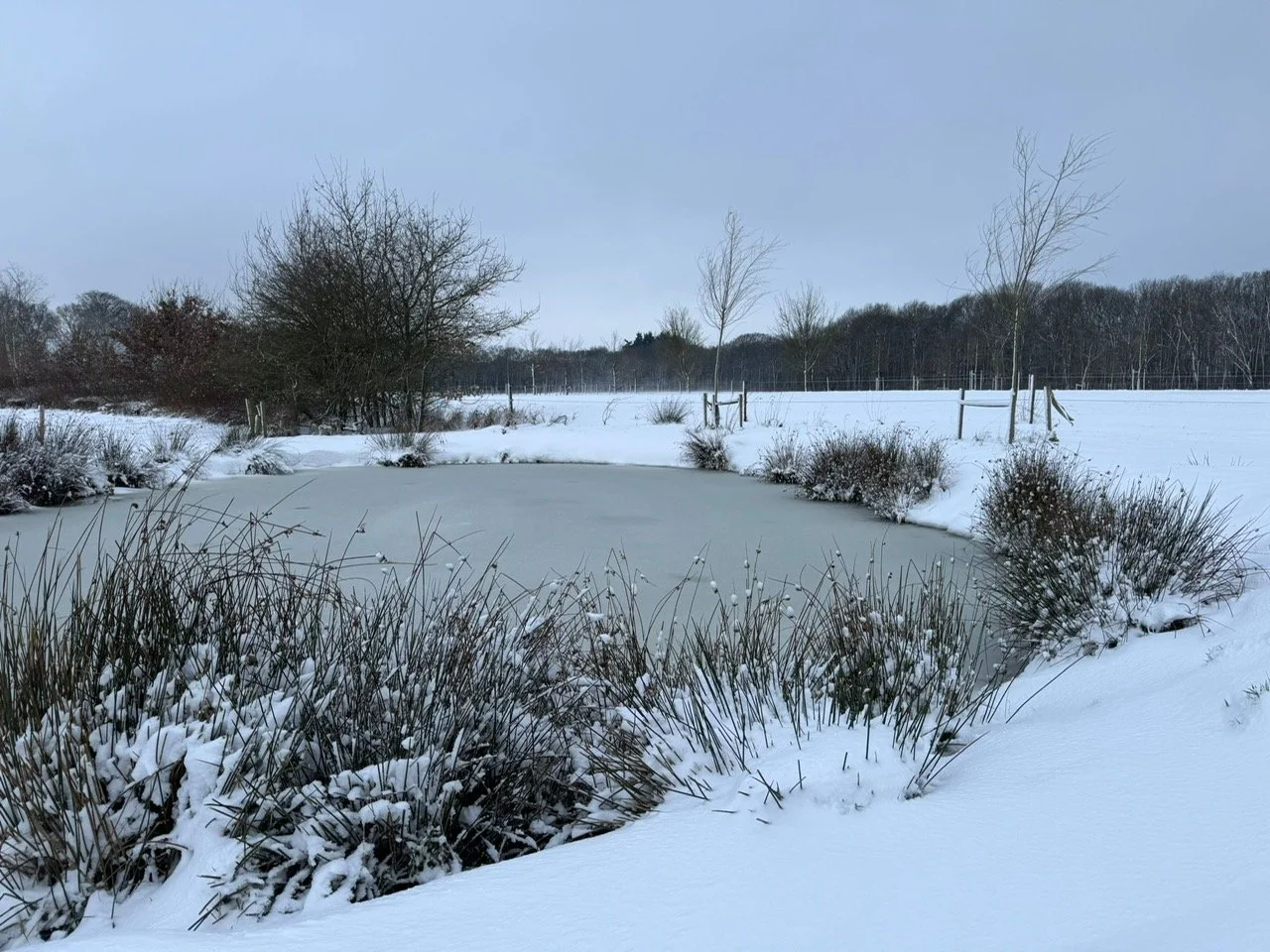 Een poel gegraven voor bevordering van biodiversiteit op biologische bloemenkwekerij