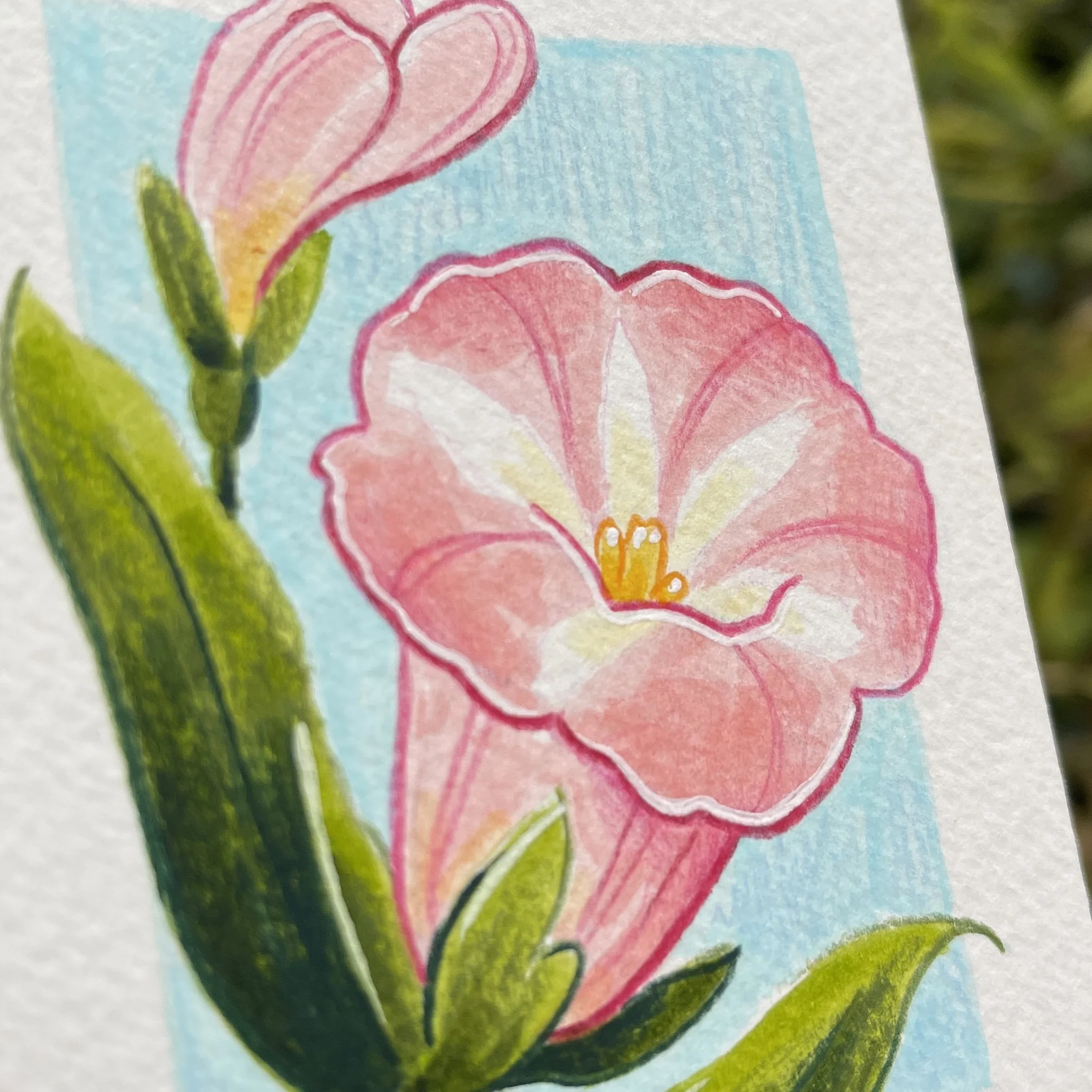 original_calystegia_.jpg