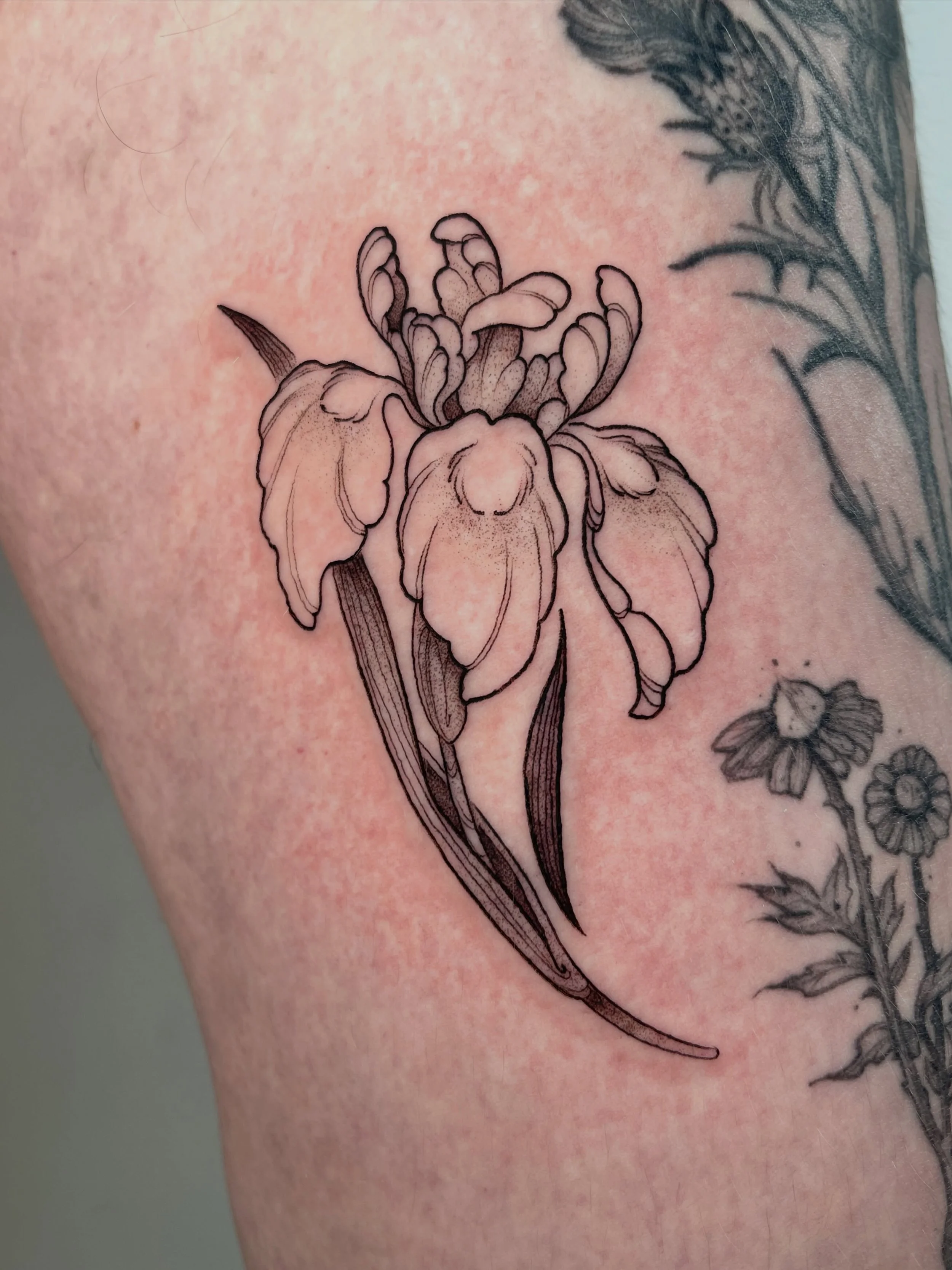 Iris des marais qui part vivre &agrave; Seattle avec Lindsey ✨

C&rsquo;est un super projet, elle collectionne les fleurs de chaque pays qu&rsquo;elle a visit&eacute; et je suis tr&egrave;s heureuse de l&rsquo;accompagner dans ses futurs voyages ☺️ 
