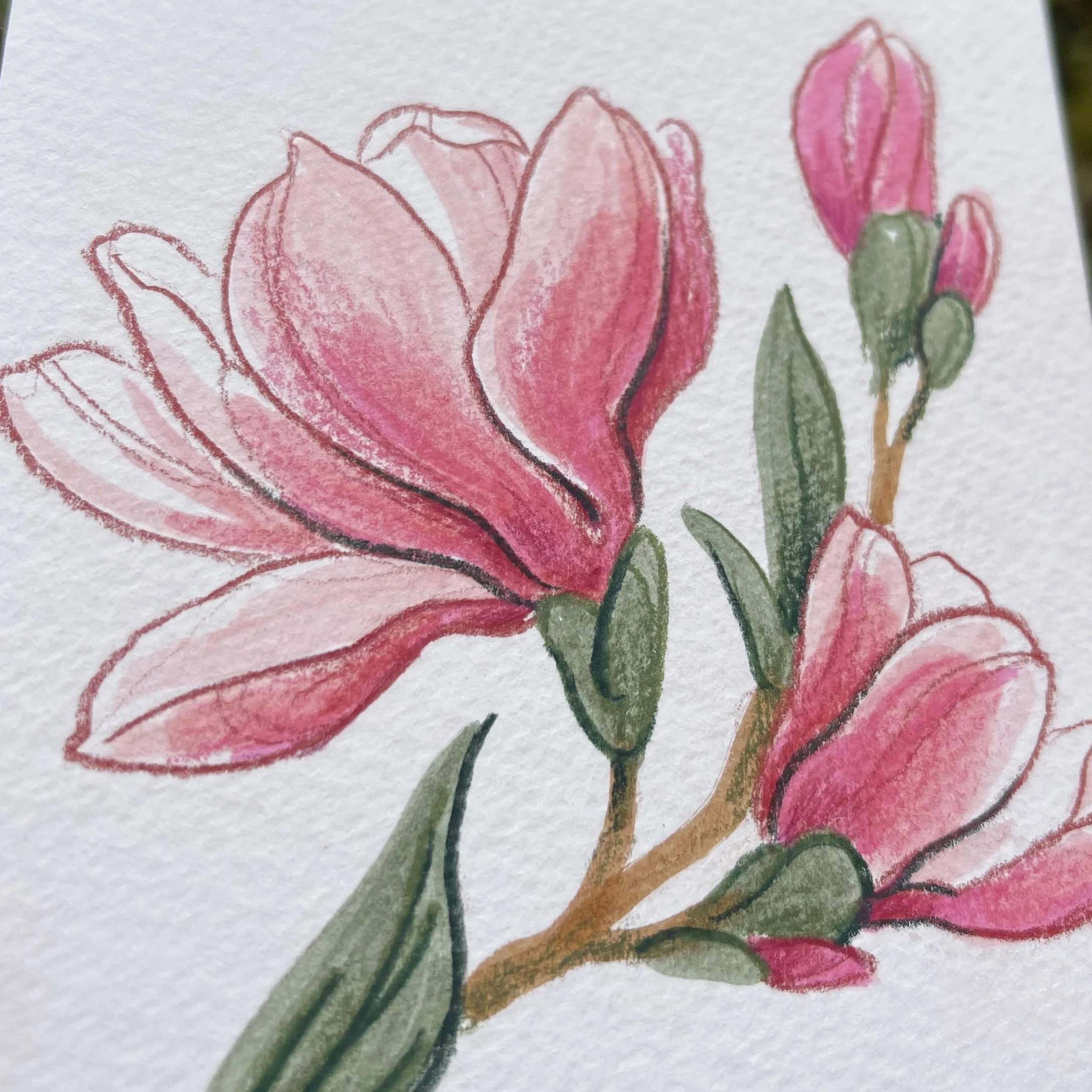 original_magnolia2.jpg (Copy)