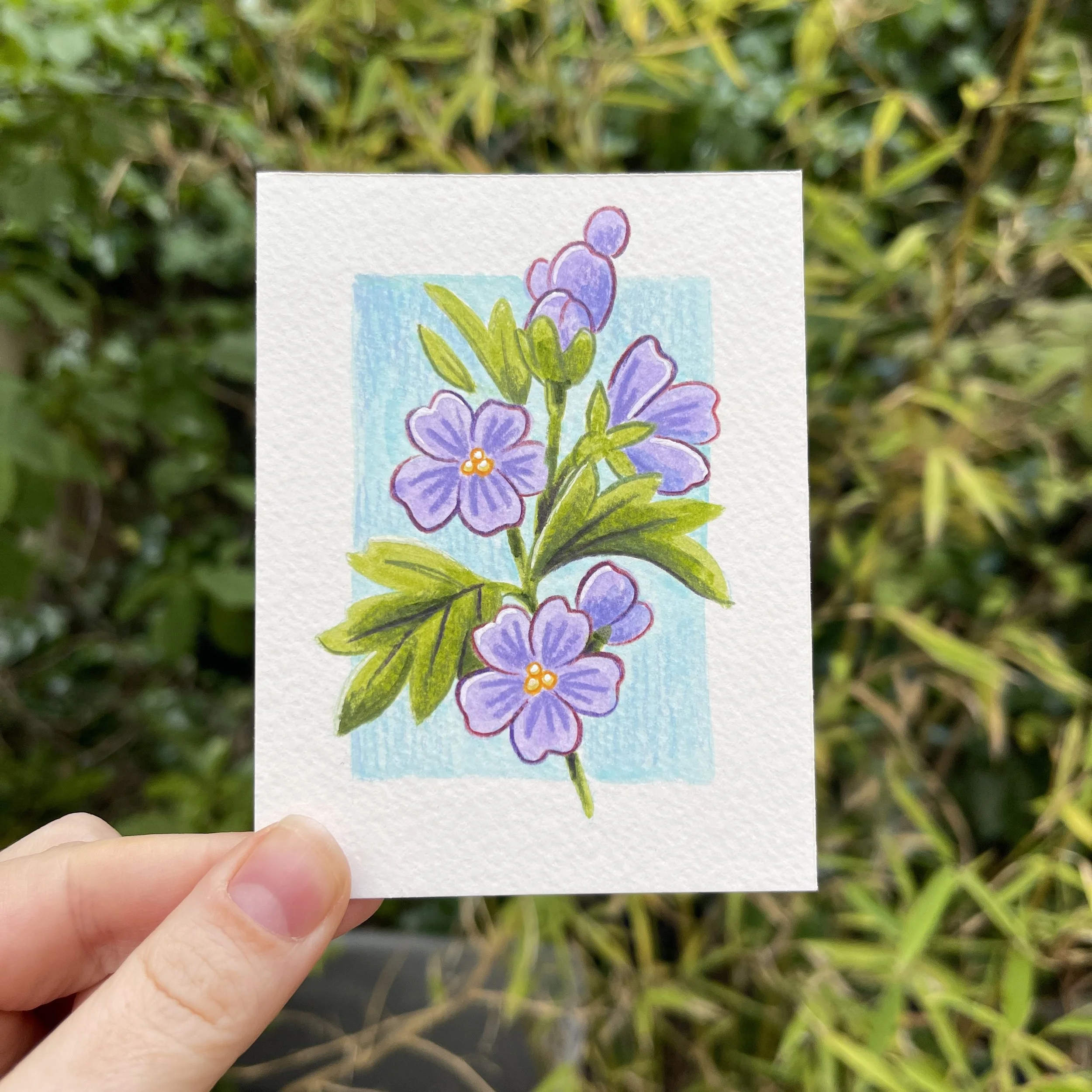 Dessin de Mauves